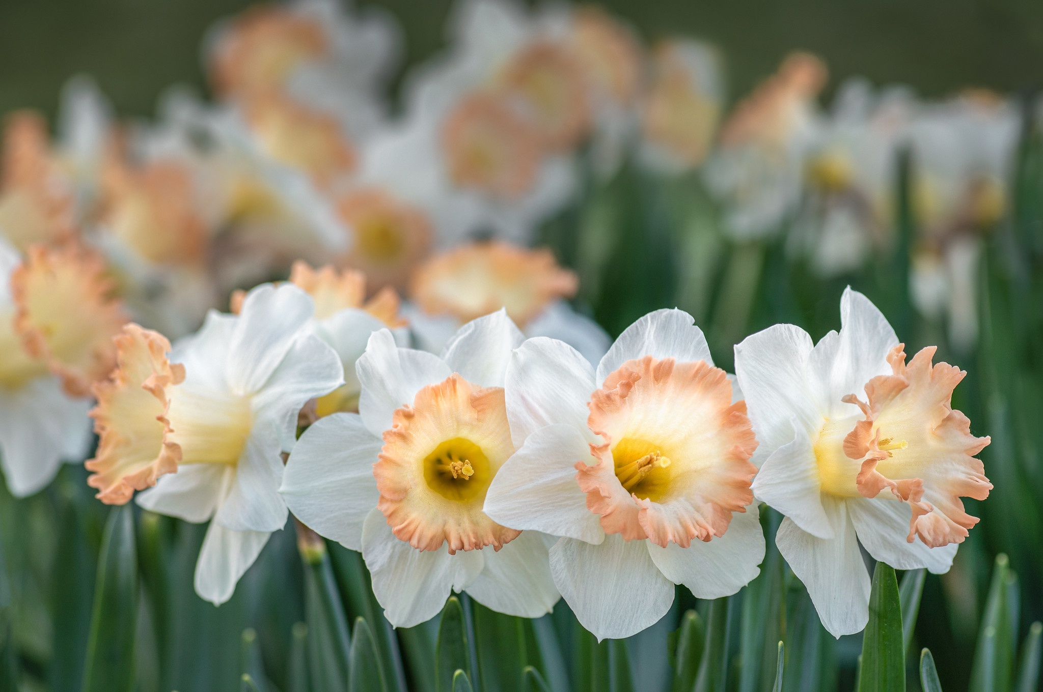 Laden Sie das Blumen, Narzissen, Blume, Erde/natur-Bild kostenlos auf Ihren PC-Desktop herunter