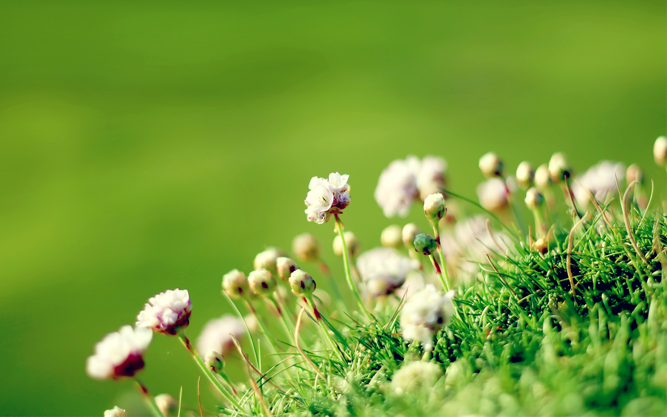 Téléchargez gratuitement l'image Fleurs, Herbe, Fleur, Fermer, Se Brouiller, La Nature, Terre/nature sur le bureau de votre PC