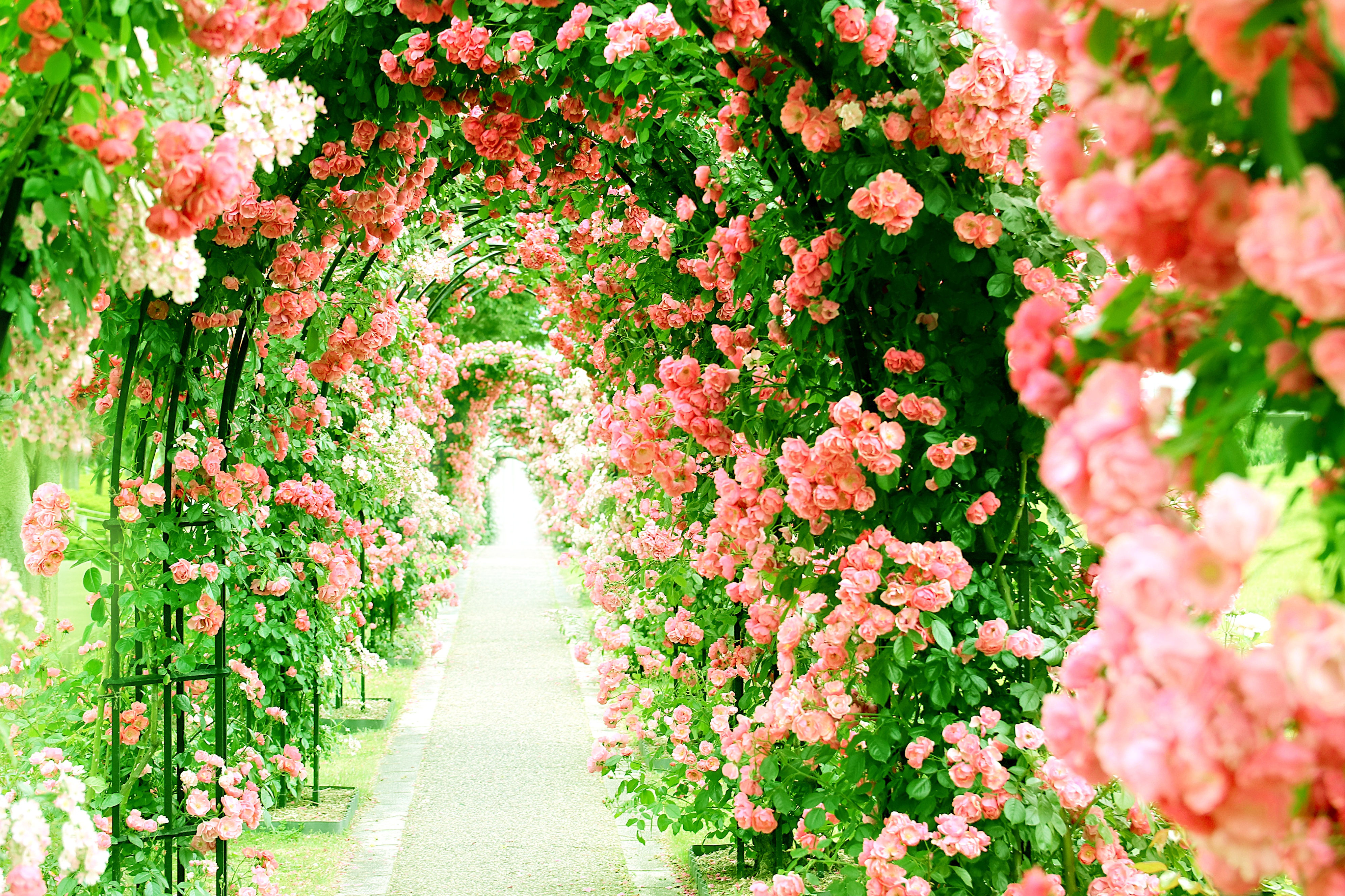 439278 скачать обои природа, розовый цветок, кусты роз, роза, земля/природа, цветок, дорога, флауэрсы - заставки и картинки бесплатно