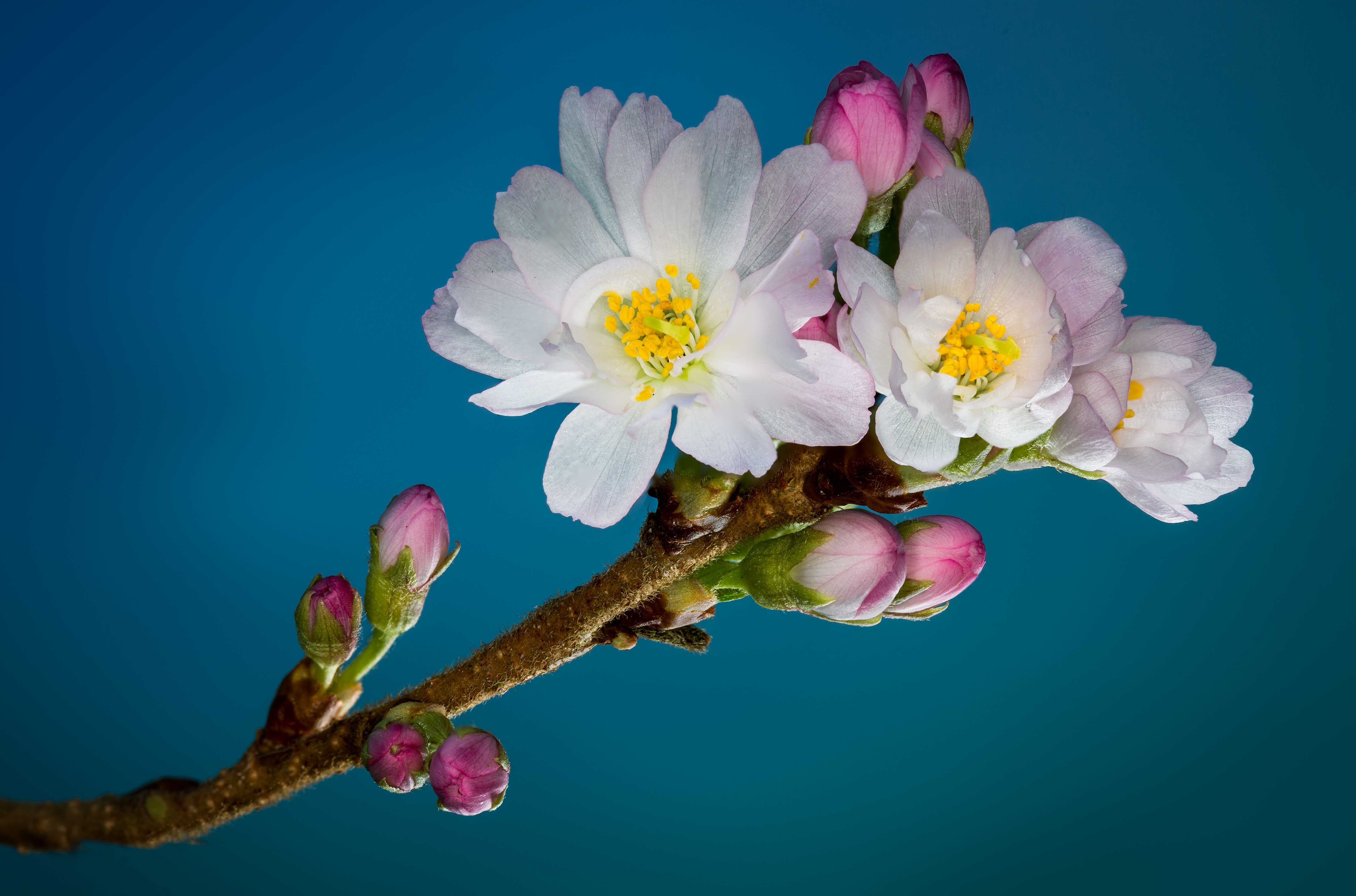 Download mobile wallpaper Nature, Flowers, Flower, Branch, Earth, White Flower, Blossom for free.