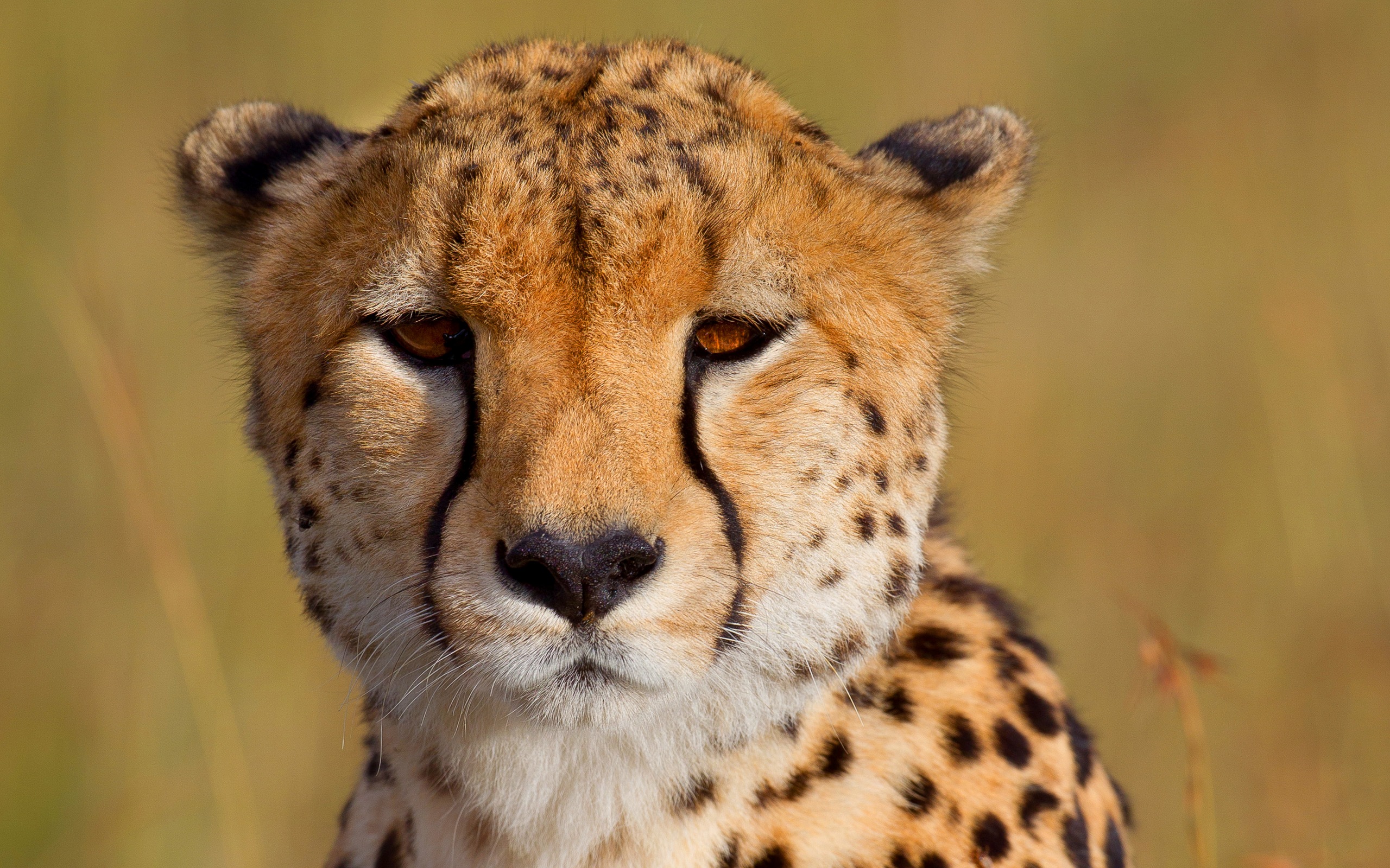 Handy-Wallpaper Gepard, Katzen, Tiere kostenlos herunterladen.