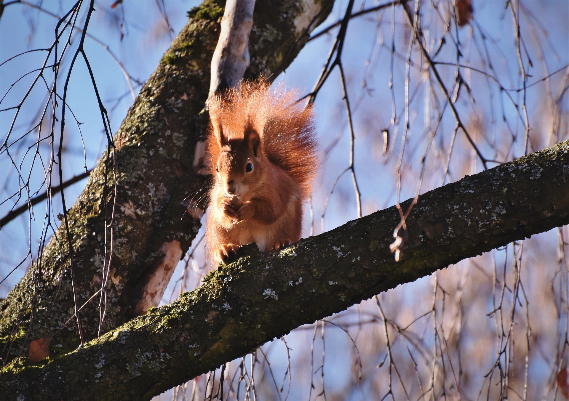 Download mobile wallpaper Squirrel, Animal, Rodent for free.