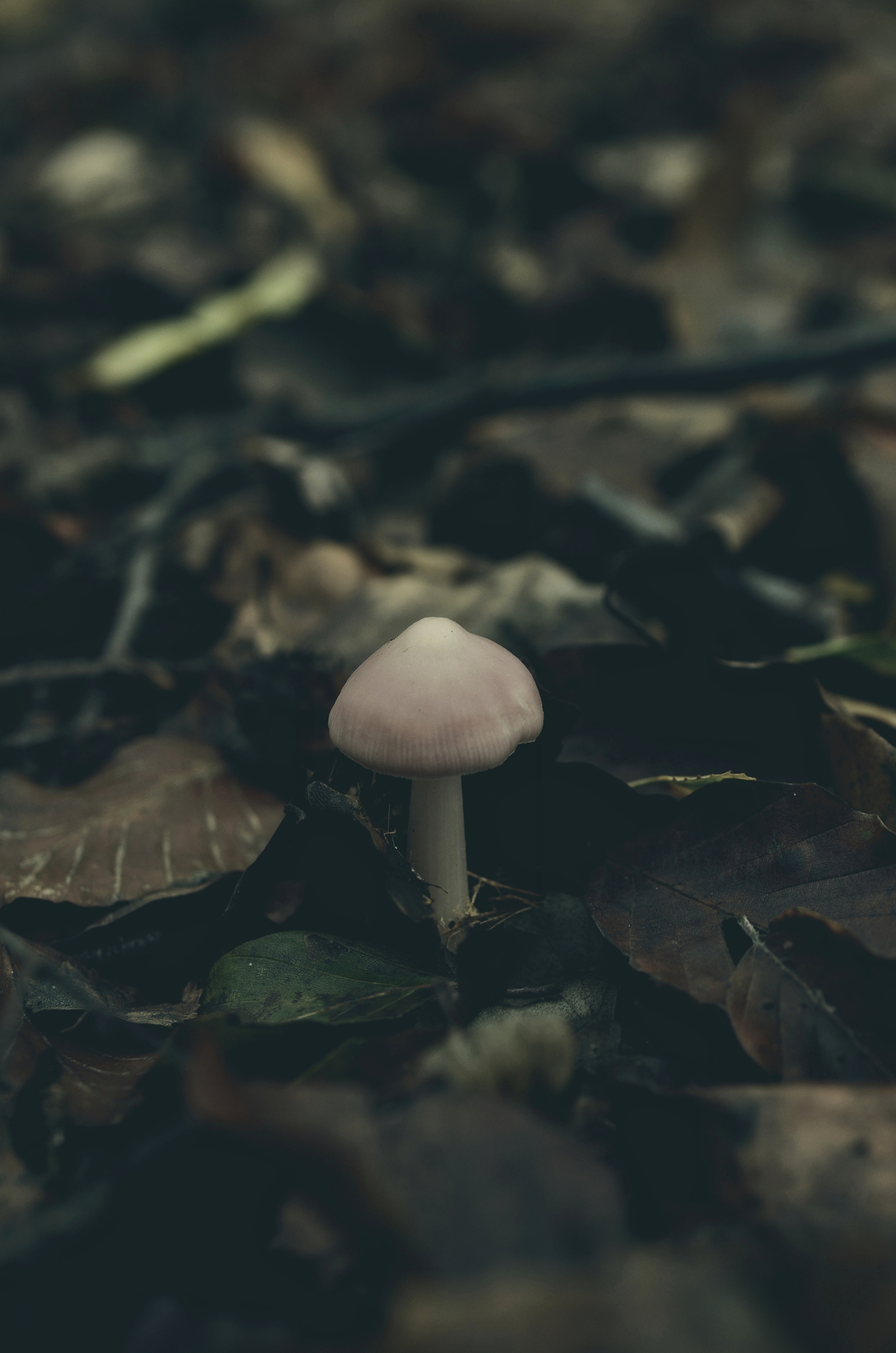 mushroom, autumn, macro, foliage 8K