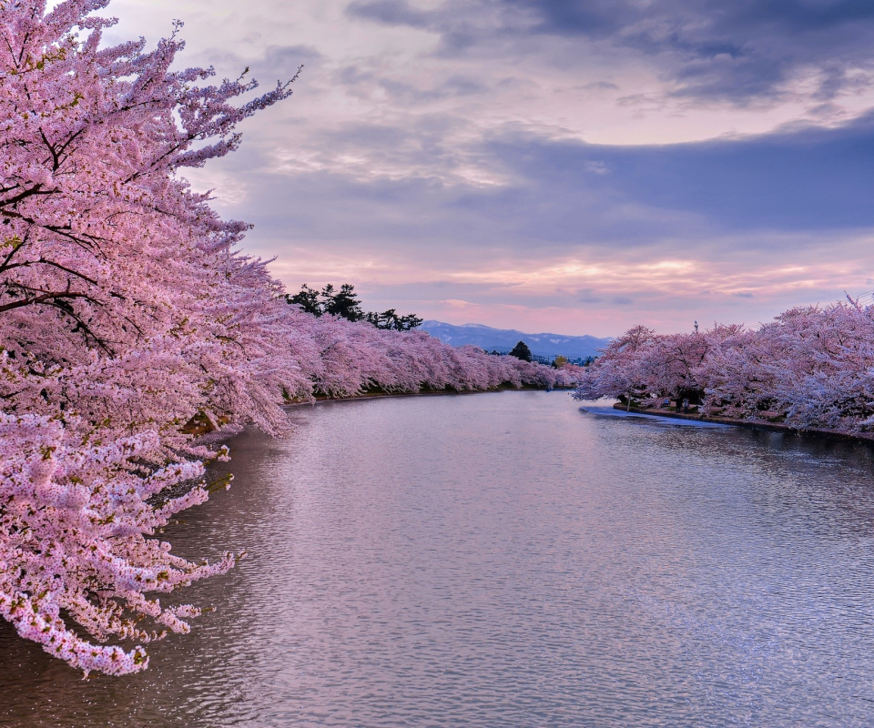 Free download wallpaper Cherry, Earth, River, Cherry Blossom, Blossom on your PC desktop
