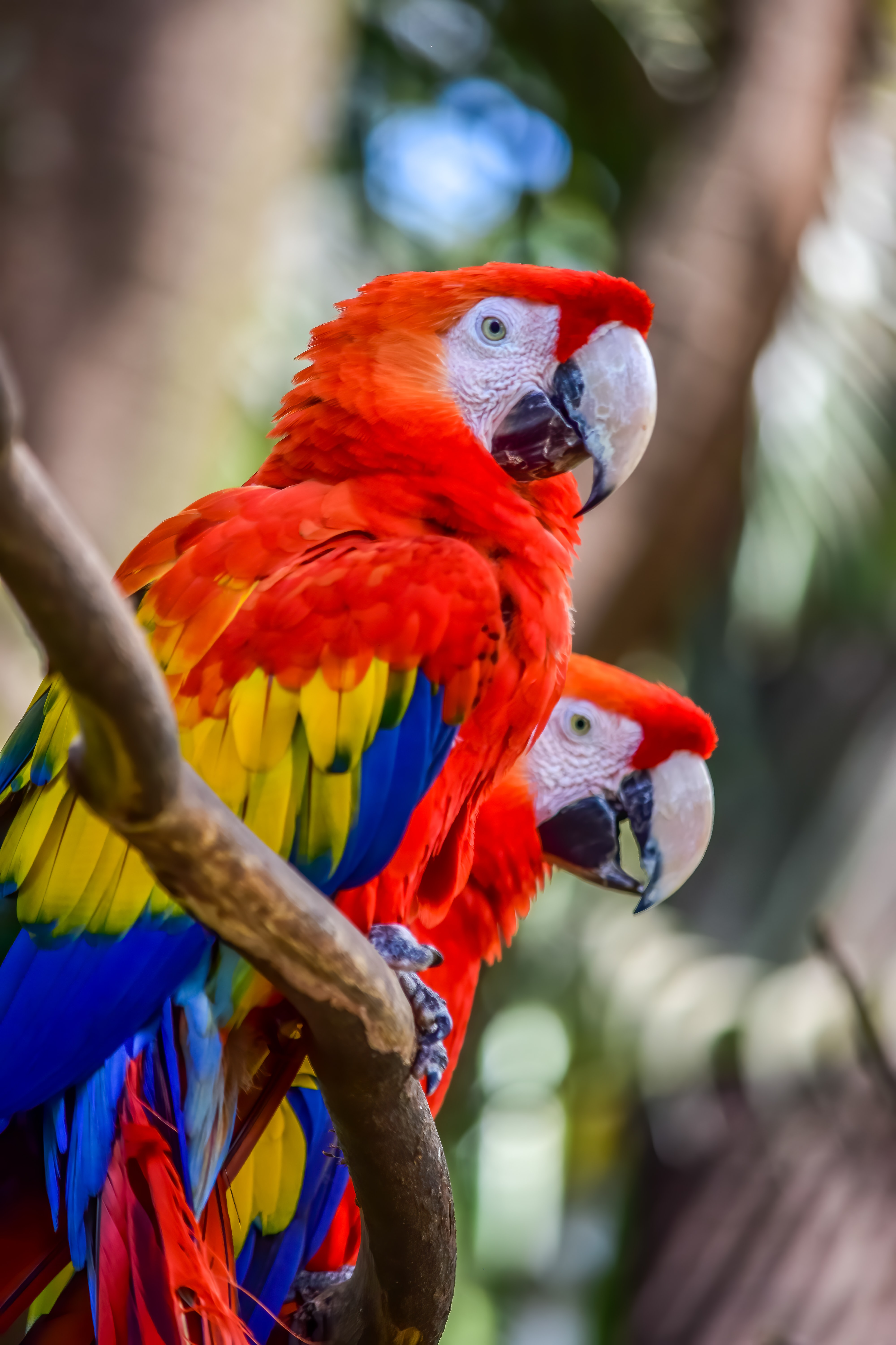 birds, parrots, wildlife, animals, multicolored, motley, macaw HD wallpaper