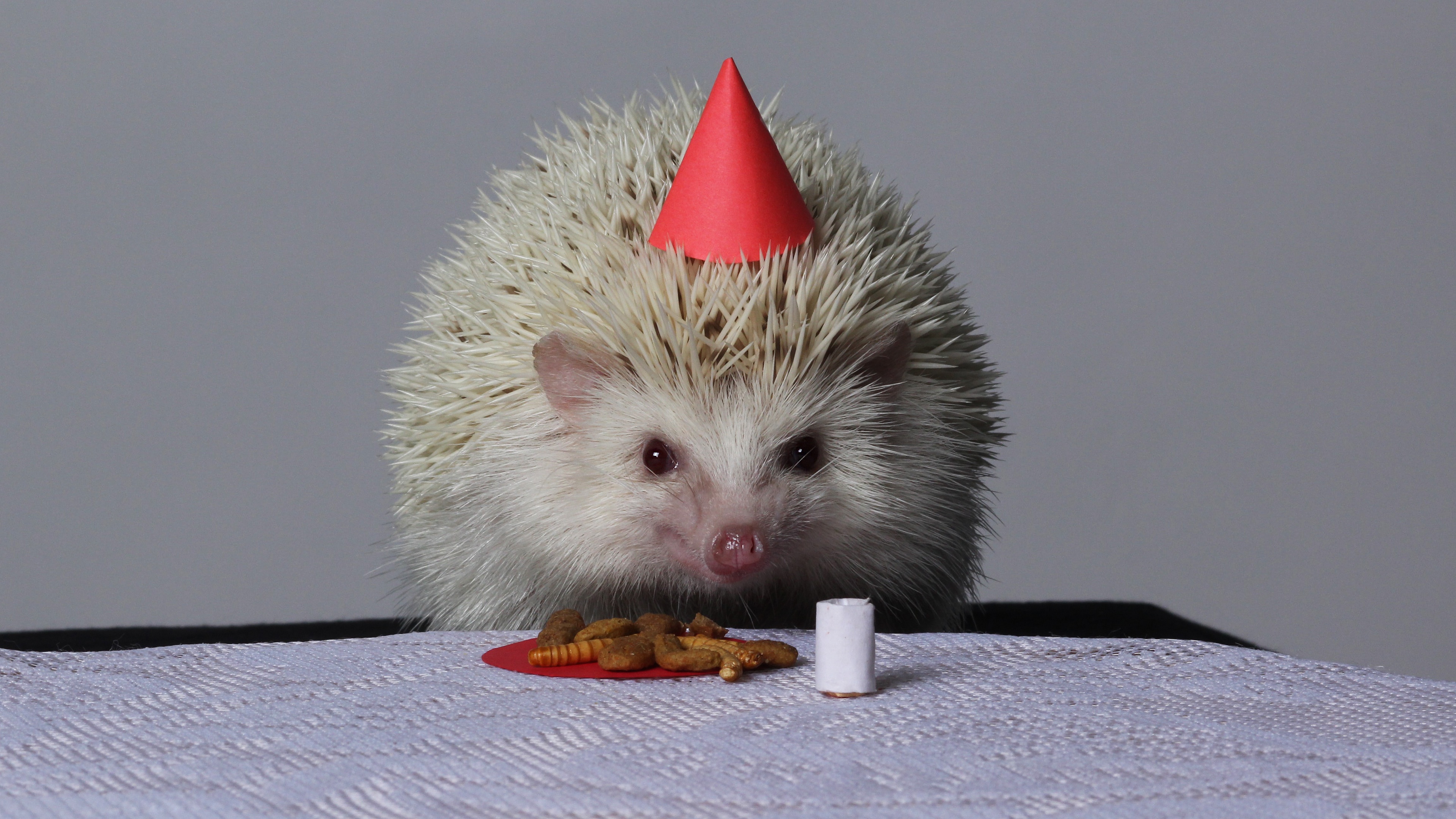 Free download wallpaper Animal, Candle, Hedgehog, Birthday on your PC desktop