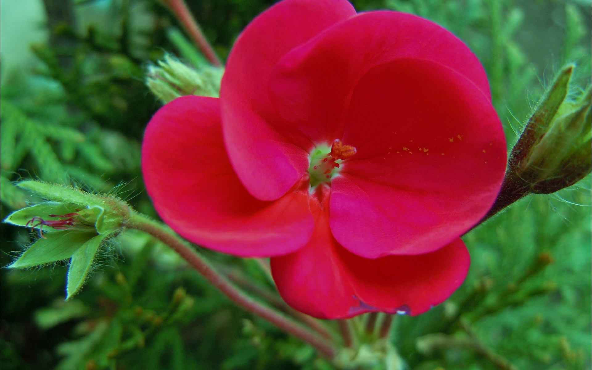 Descarga gratis la imagen Flor, Tierra/naturaleza en el escritorio de tu PC