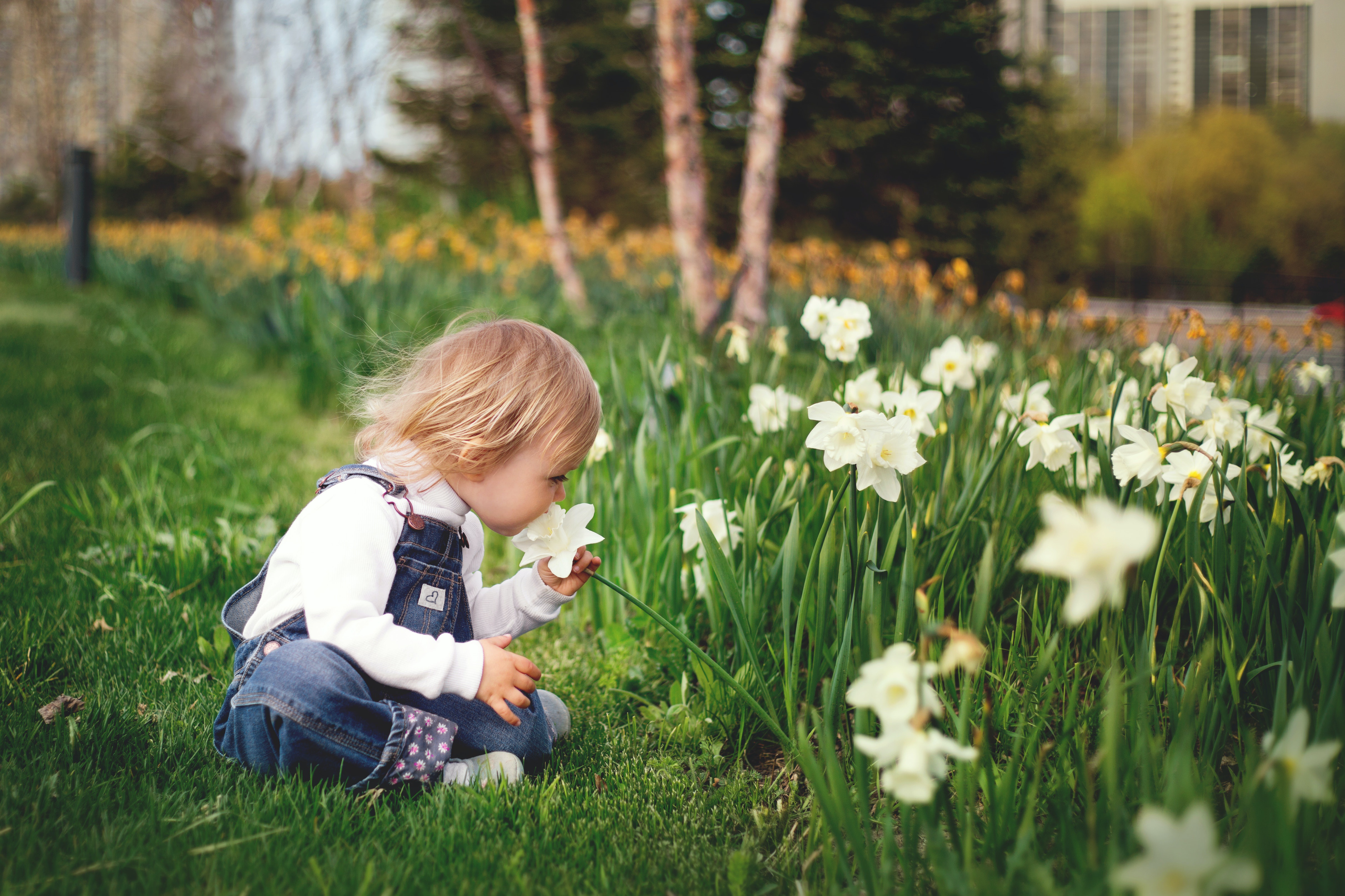 Free download wallpaper Spring, Photography, Baby, Daffodil on your PC desktop