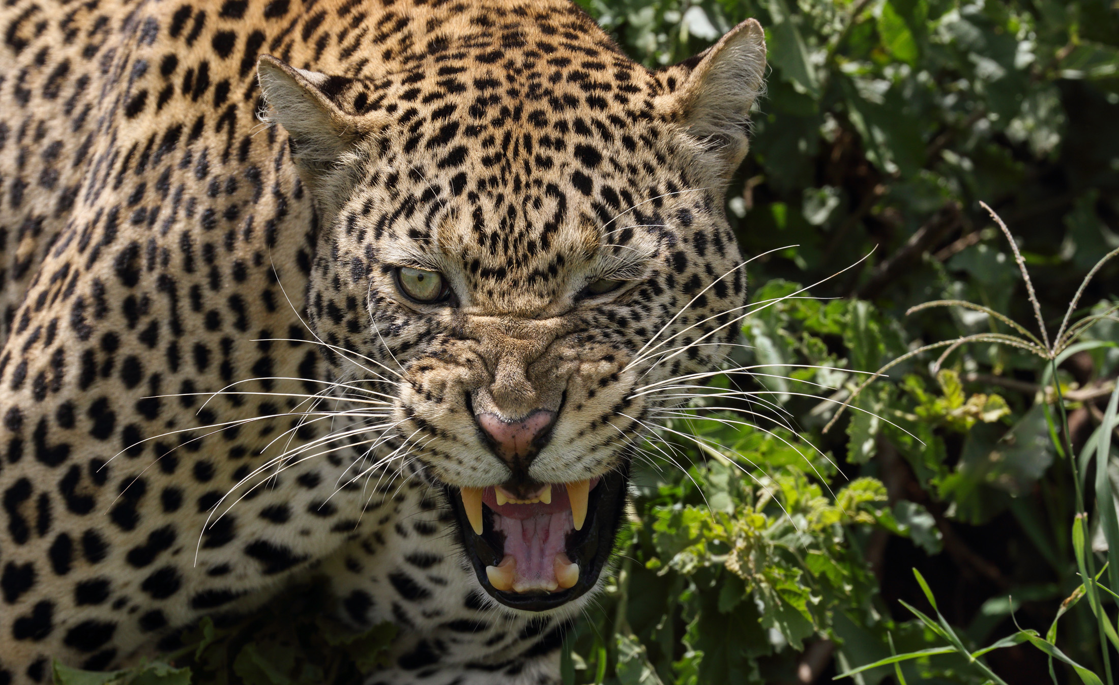 Descarga gratis la imagen Leopardo, Gatos, Animales en el escritorio de tu PC