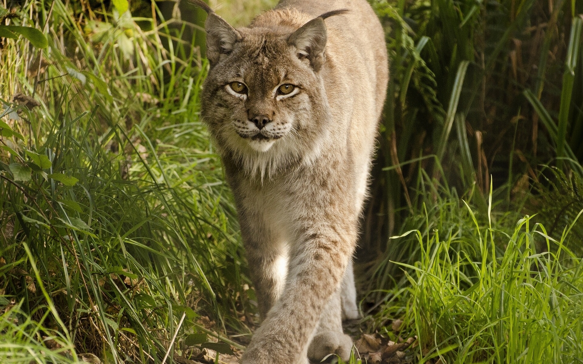 Téléchargez gratuitement l'image Animaux, Chats, Lynx sur le bureau de votre PC