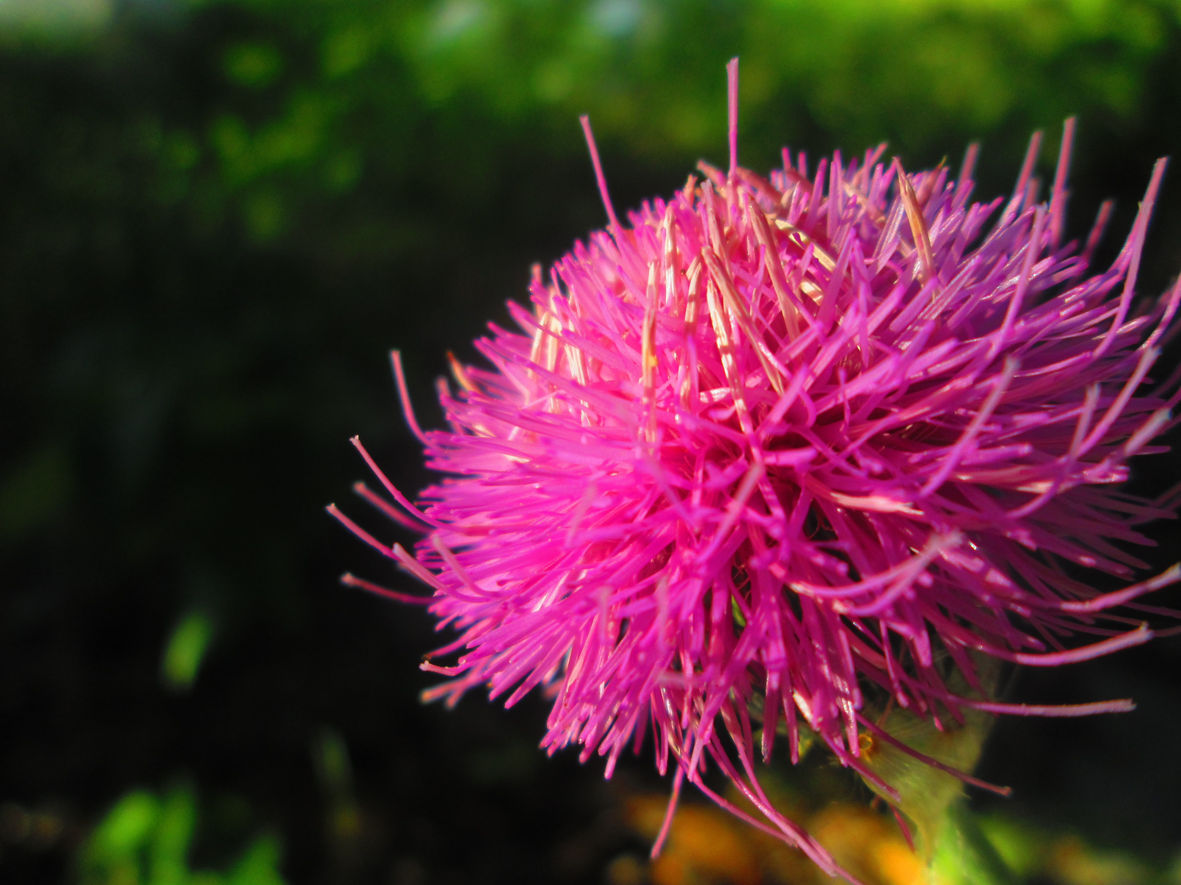 Descarga gratis la imagen Flores, Flor, Tierra/naturaleza en el escritorio de tu PC