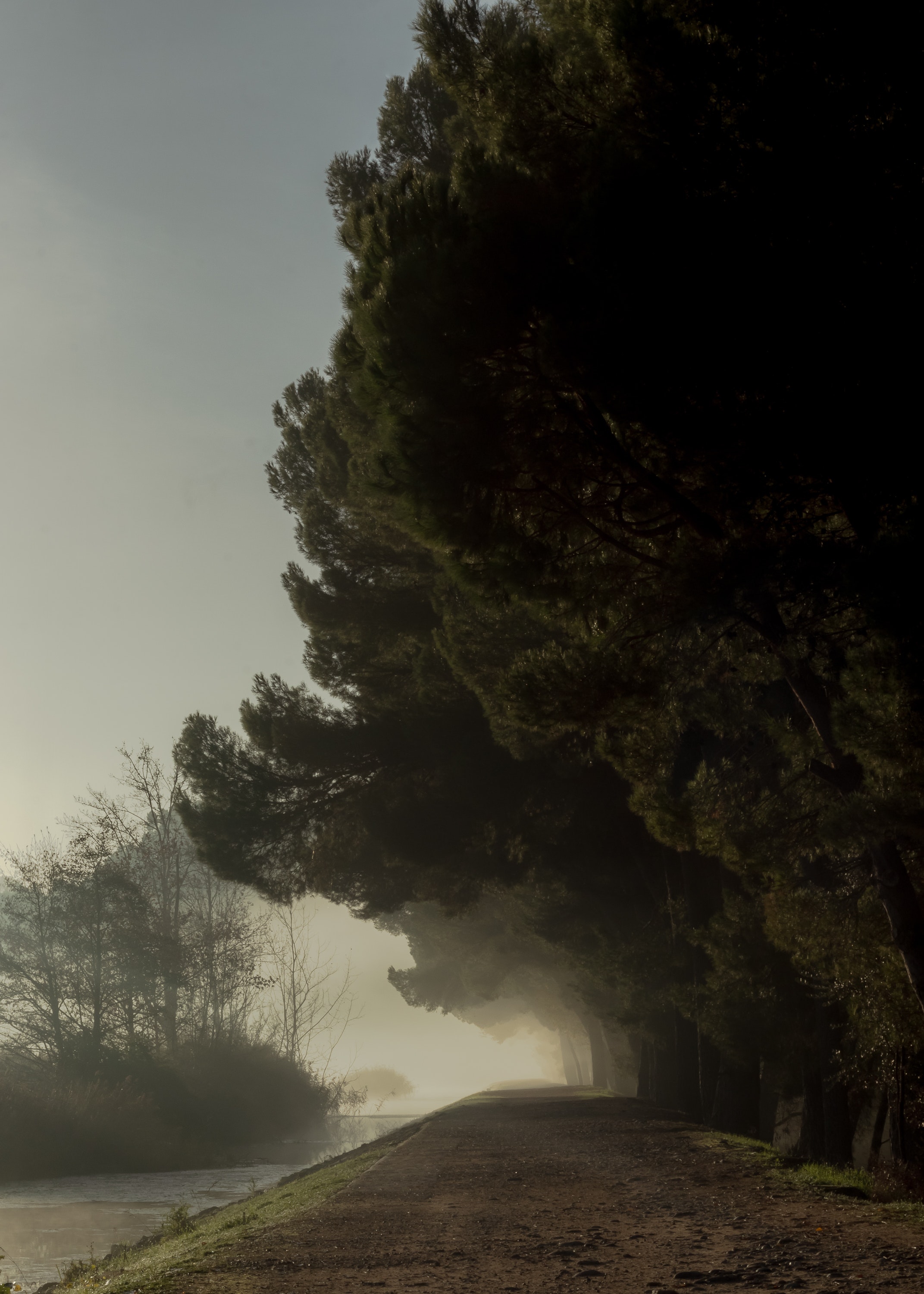 park, nature, trees, fog, path 1080p
