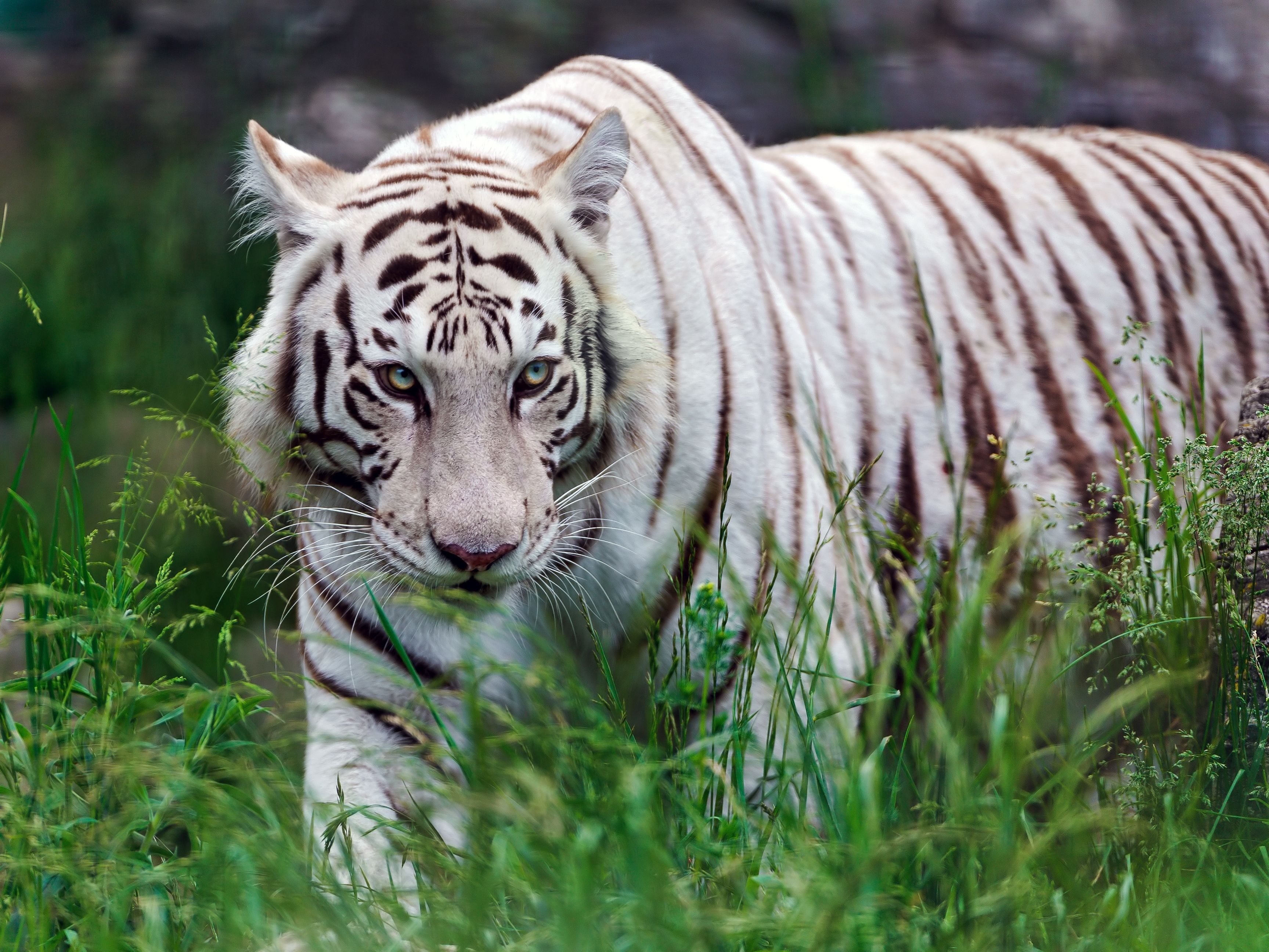 80691 скачать картинку тигр, животные, трава, агрессия, хищник, прогулка, полосатый - обои и заставки бесплатно