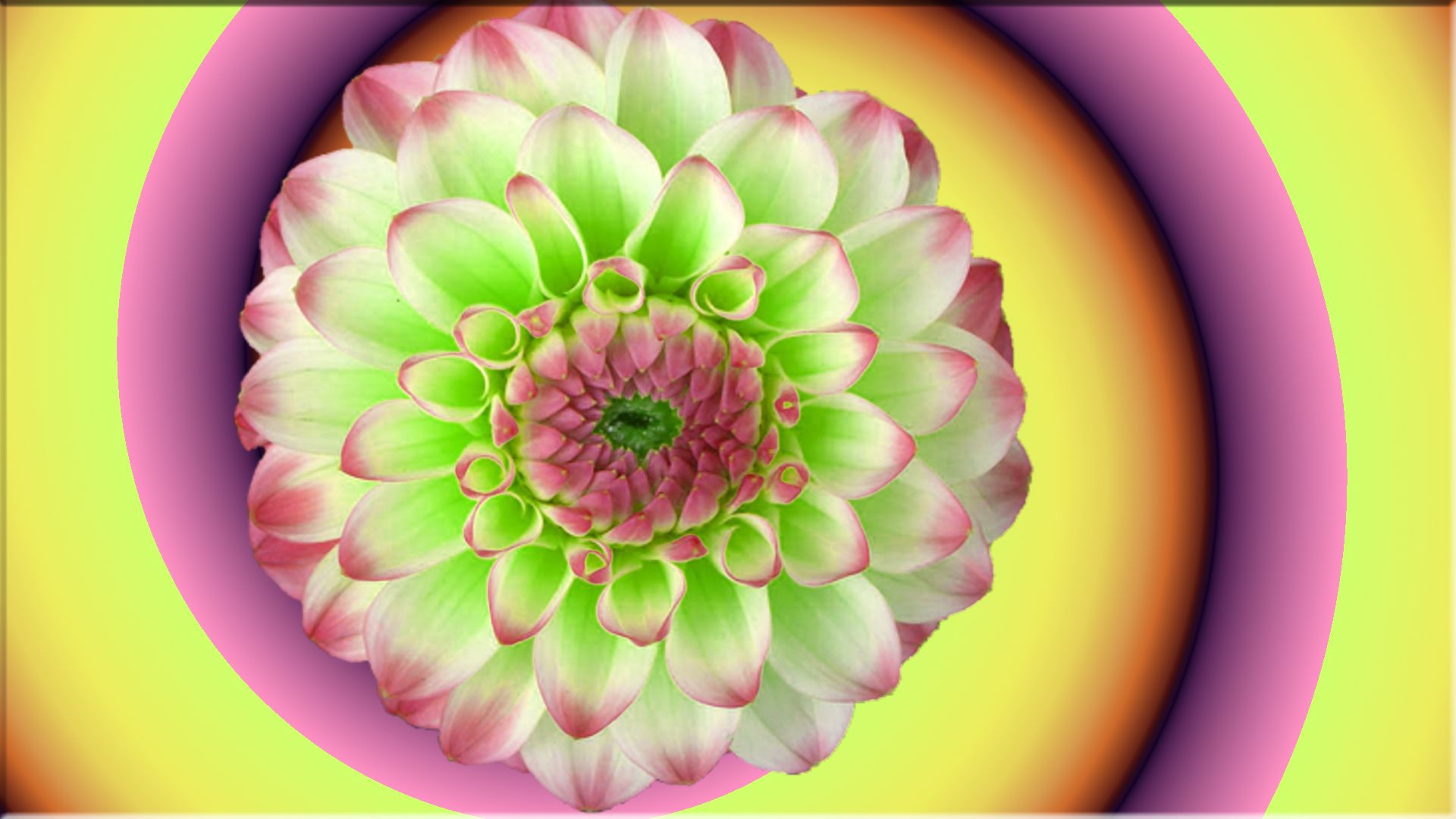 Free download wallpaper Flowers, Flower, Earth, Purple, Gradient on your PC desktop