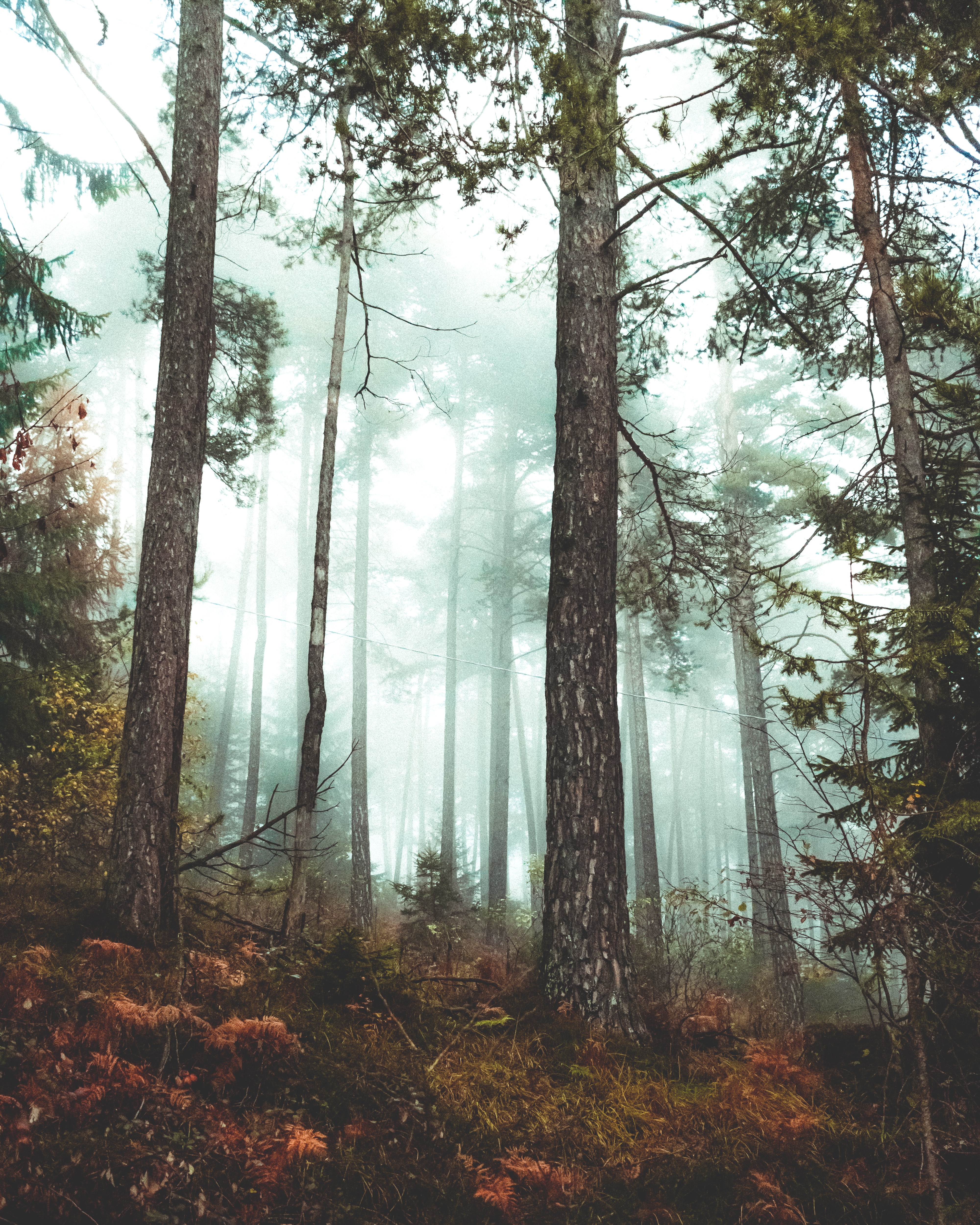 Скачать картинку Природа, Туман, Лес, Осень в телефон бесплатно.