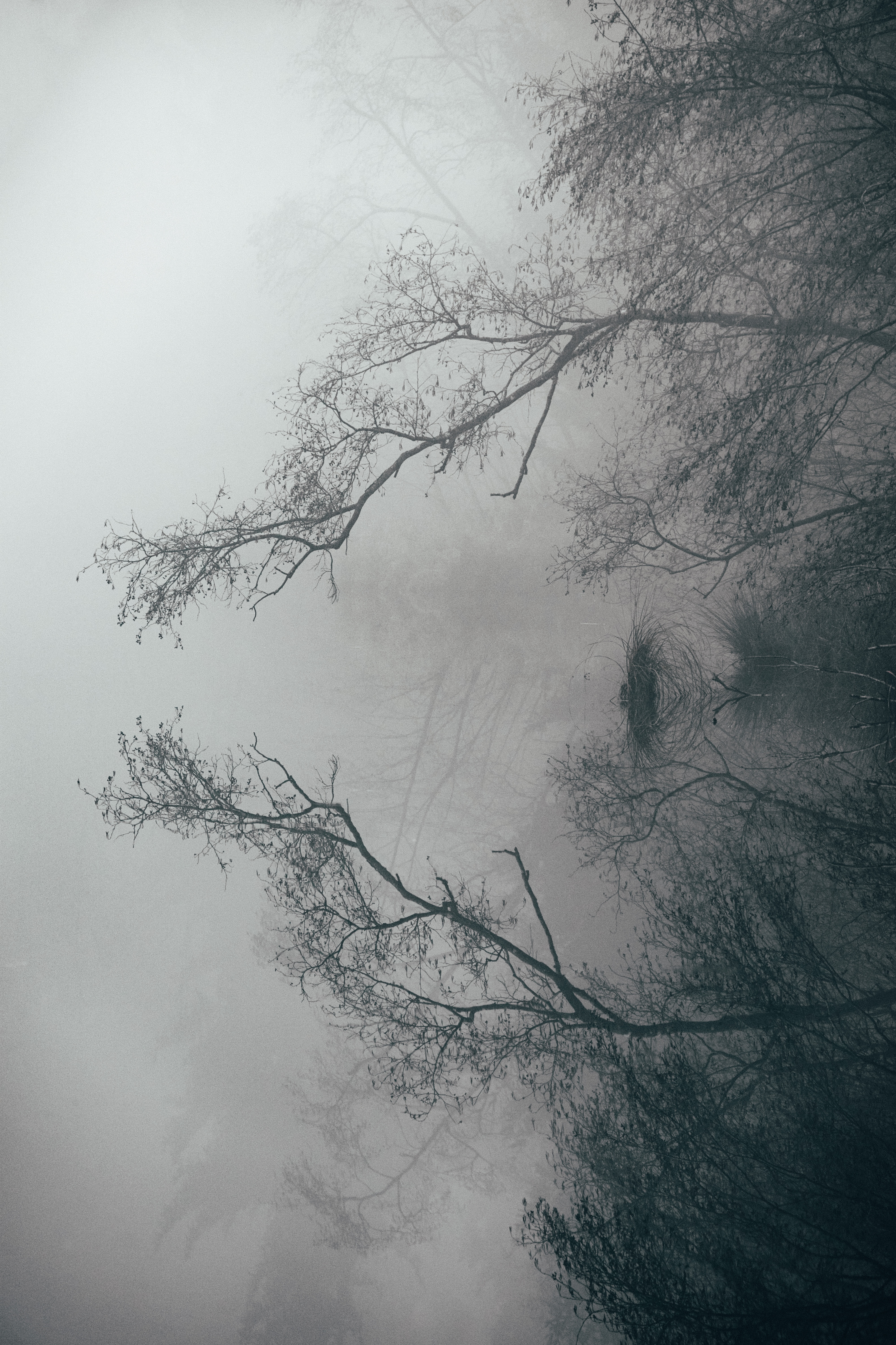 fog, landscape, nature, lake, reflection, branches cellphone