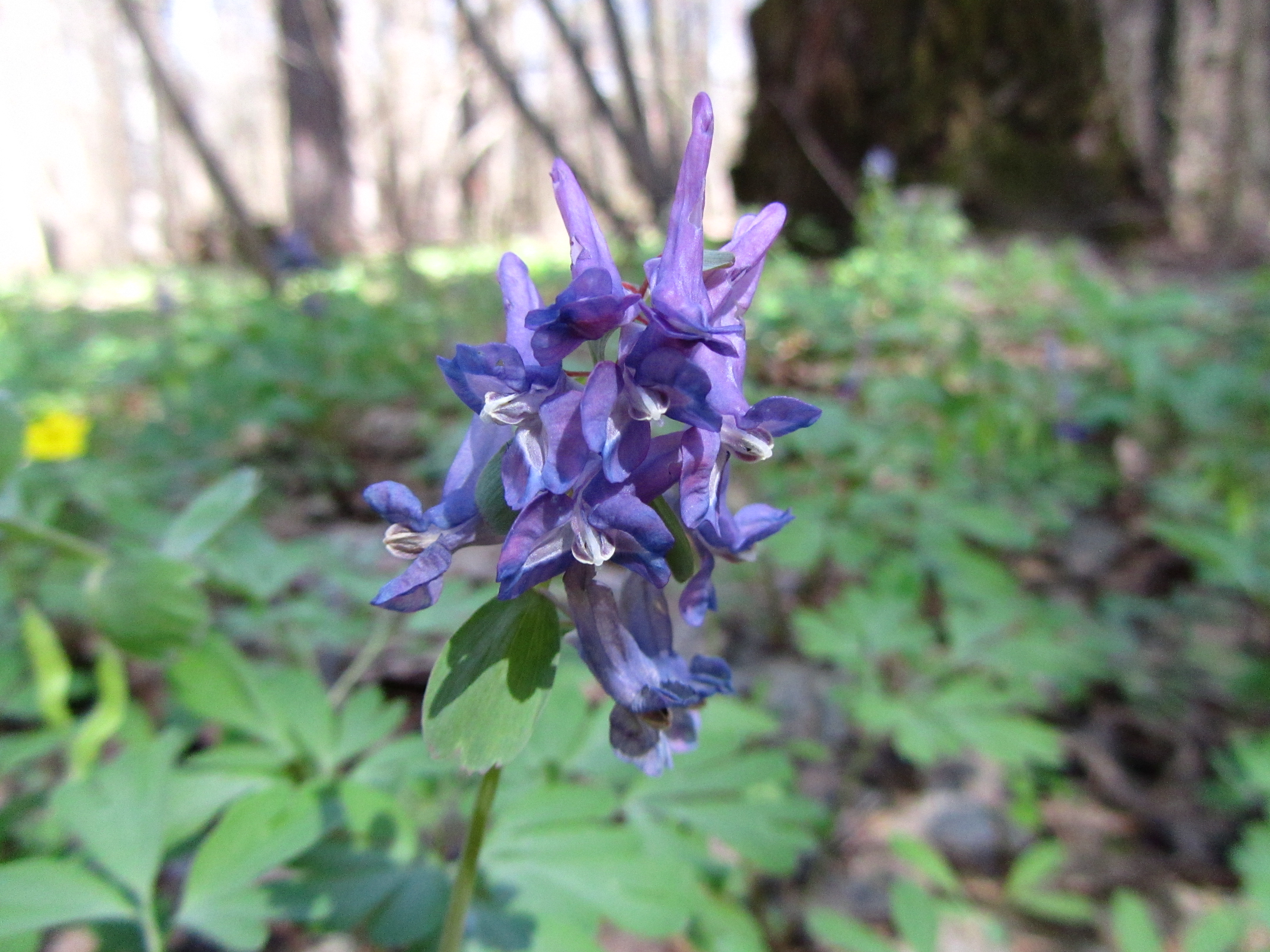 Descarga gratuita de fondo de pantalla para móvil de Flores, Flor, Tierra/naturaleza.