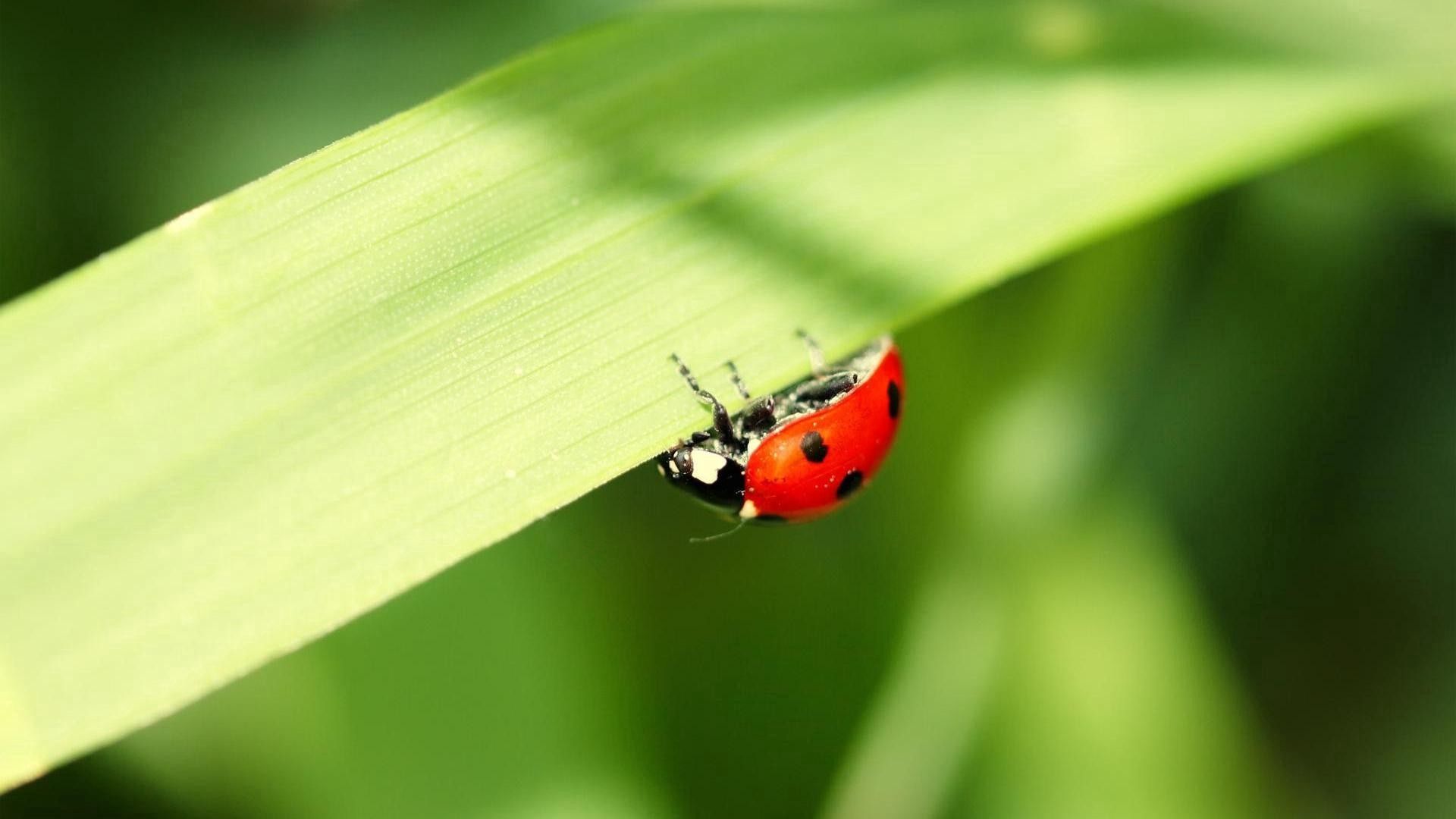 Ladybird HD download for free