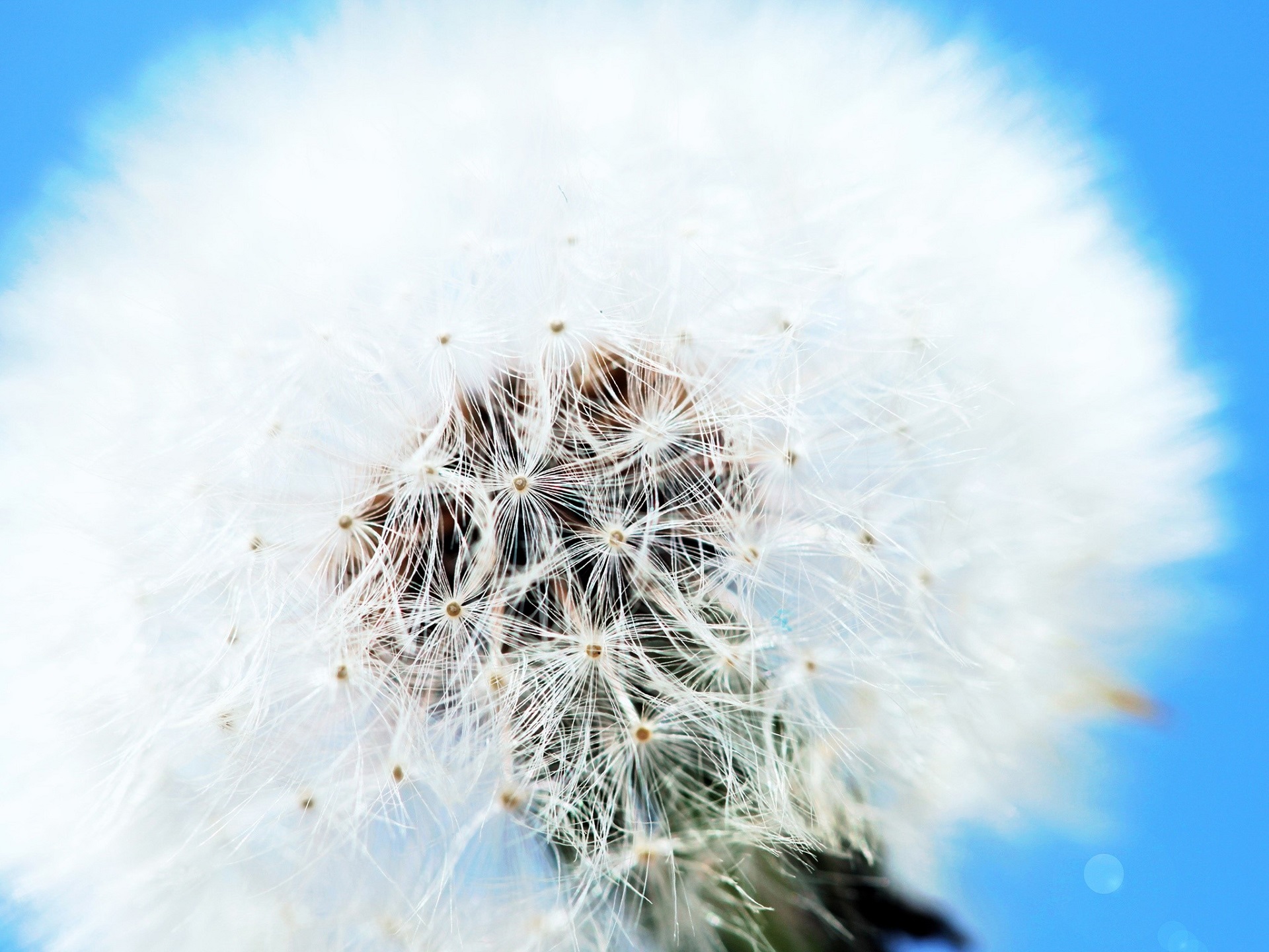 Descarga gratuita de fondo de pantalla para móvil de Naturaleza, Diente De León, Tierra/naturaleza, Macrofotografía.