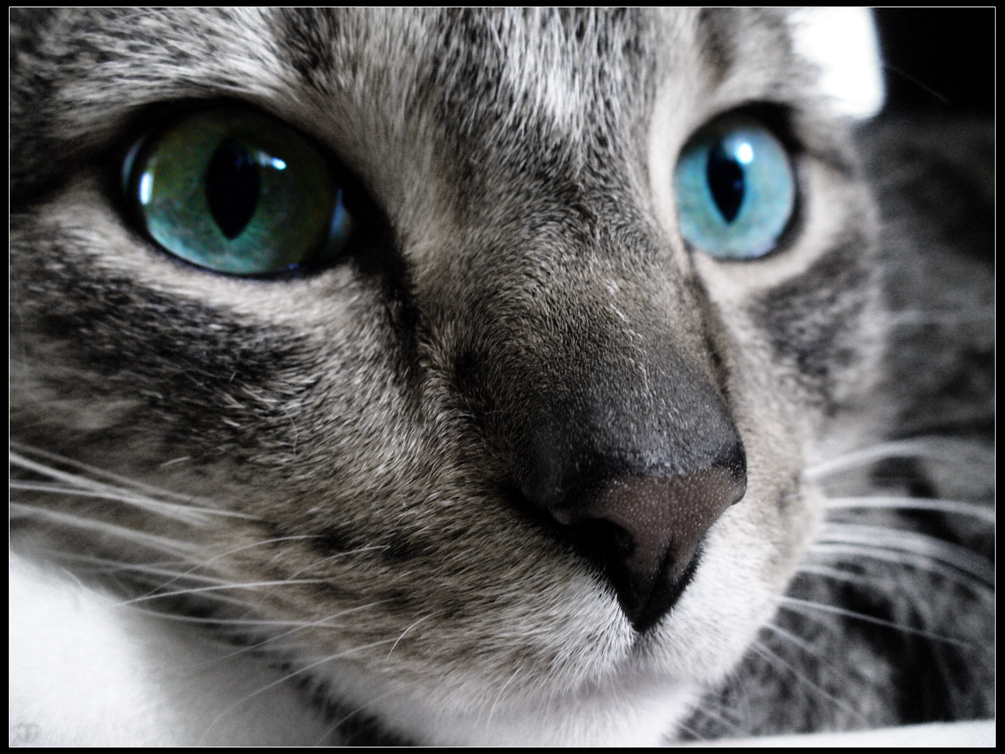 Завантажити шпалери безкоштовно Кішка, Тварина, Коти, Око картинка на робочий стіл ПК