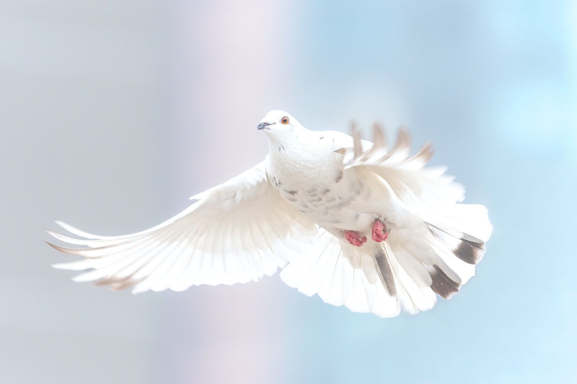 Téléchargez des papiers peints mobile Colombe, Oiseau, Des Oiseaux, Animaux gratuitement.