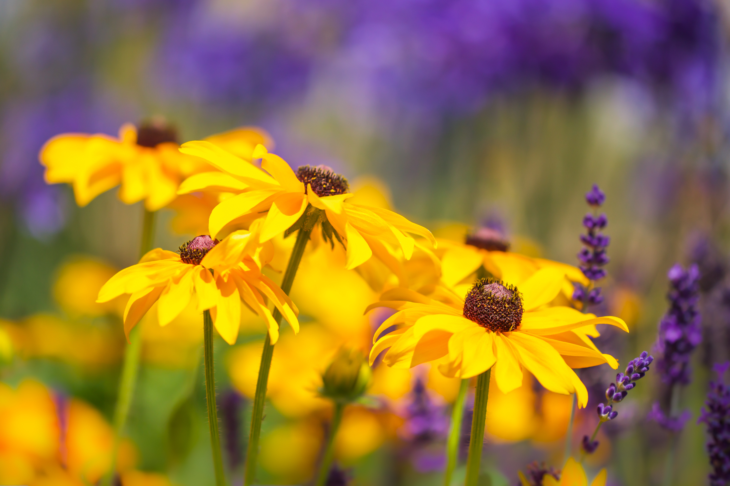 Download mobile wallpaper Nature, Flowers, Flower, Blur, Earth, Yellow Flower for free.