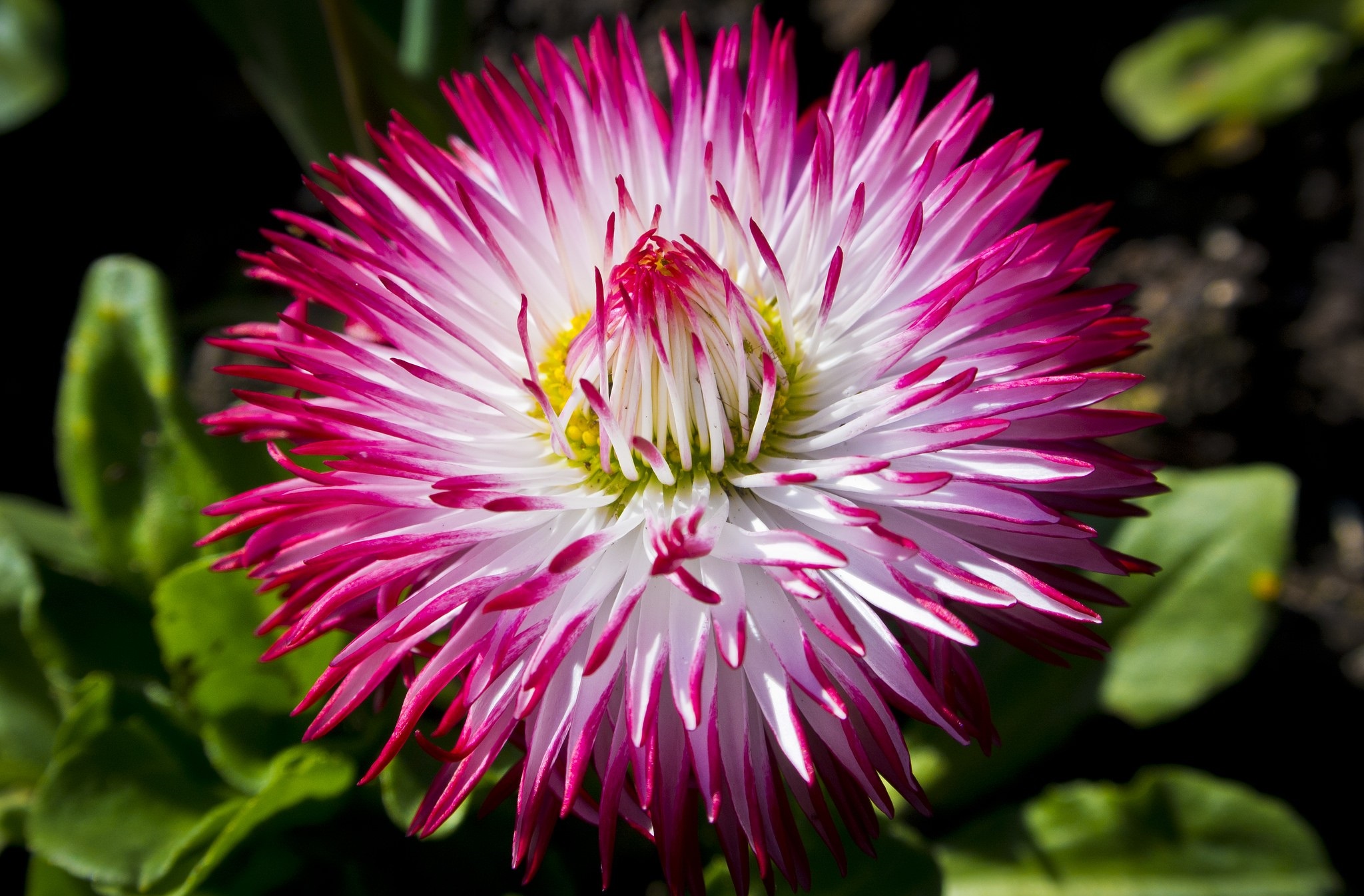 Free download wallpaper Flowers, Earth, Dahlia on your PC desktop