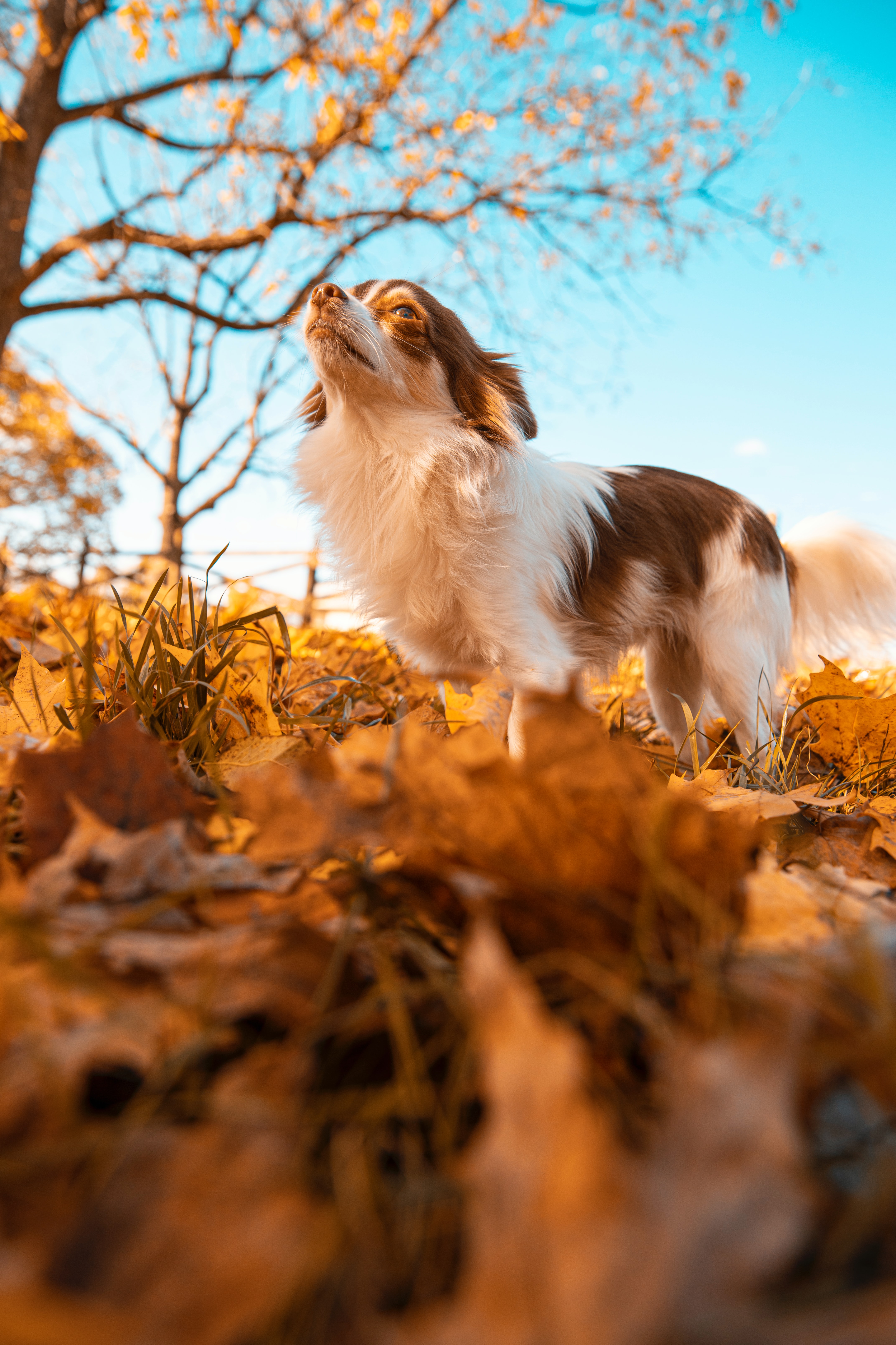 Laden Sie das Blätter, Flauschige, Haustier, Tiere, Hund, Herbst-Bild kostenlos auf Ihren PC-Desktop herunter