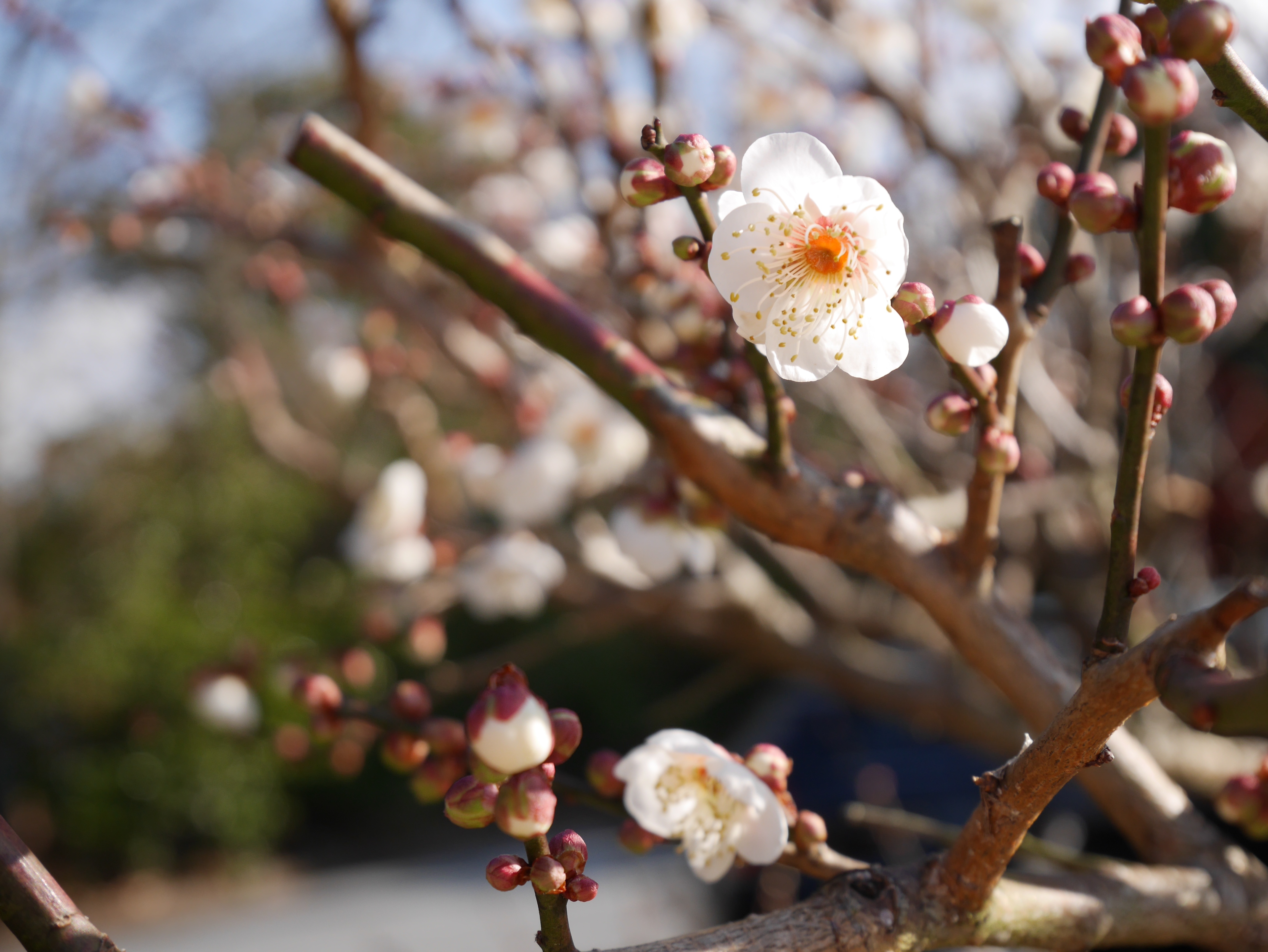 flowers, wood, tree, bloom, flowering, spring HD for desktop 1080p