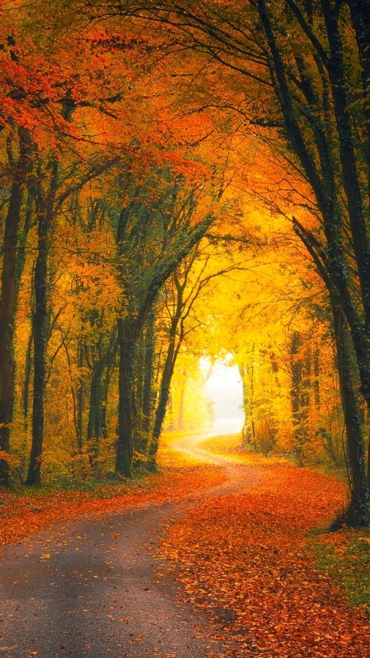 Скачать картинку Осень, Дорога, Лес, Дерево, Золотой, Падать, Сделано Человеком в телефон бесплатно.
