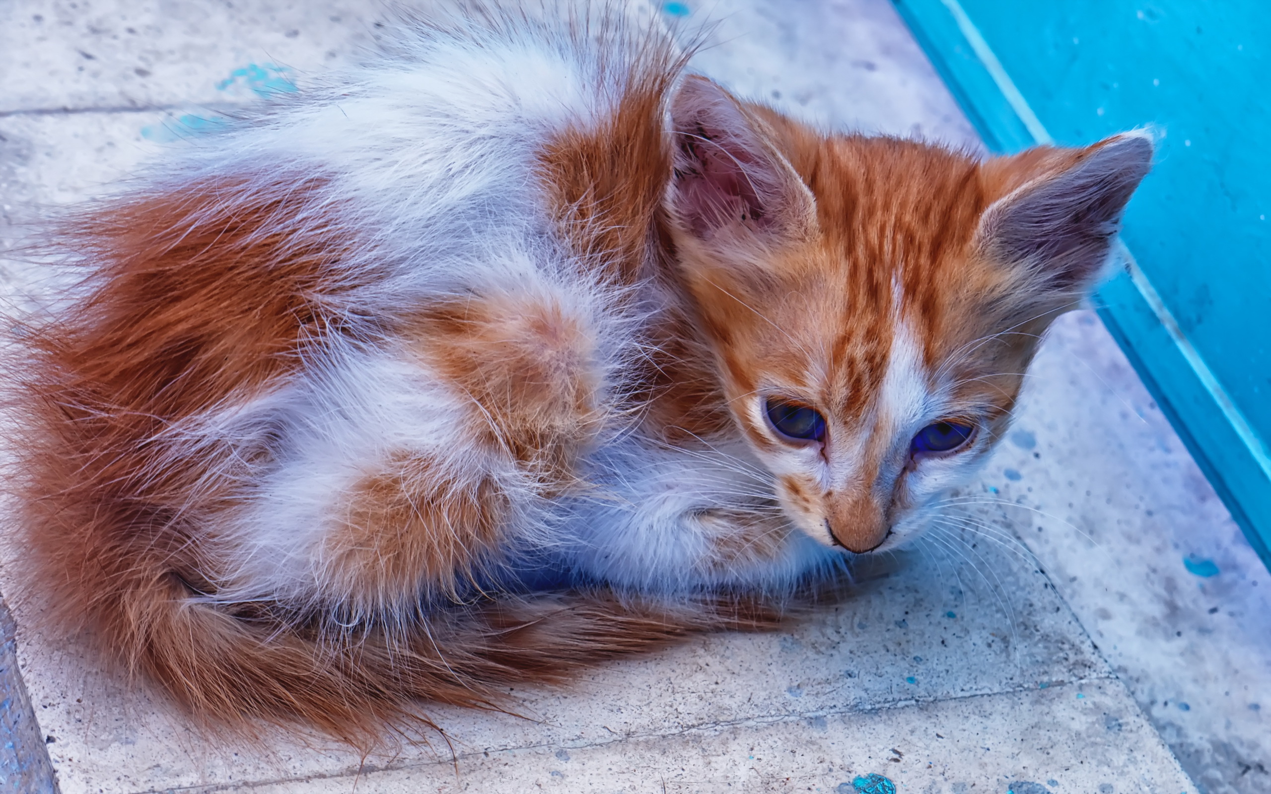 Handy-Wallpaper Tiere, Katzen, Katze kostenlos herunterladen.