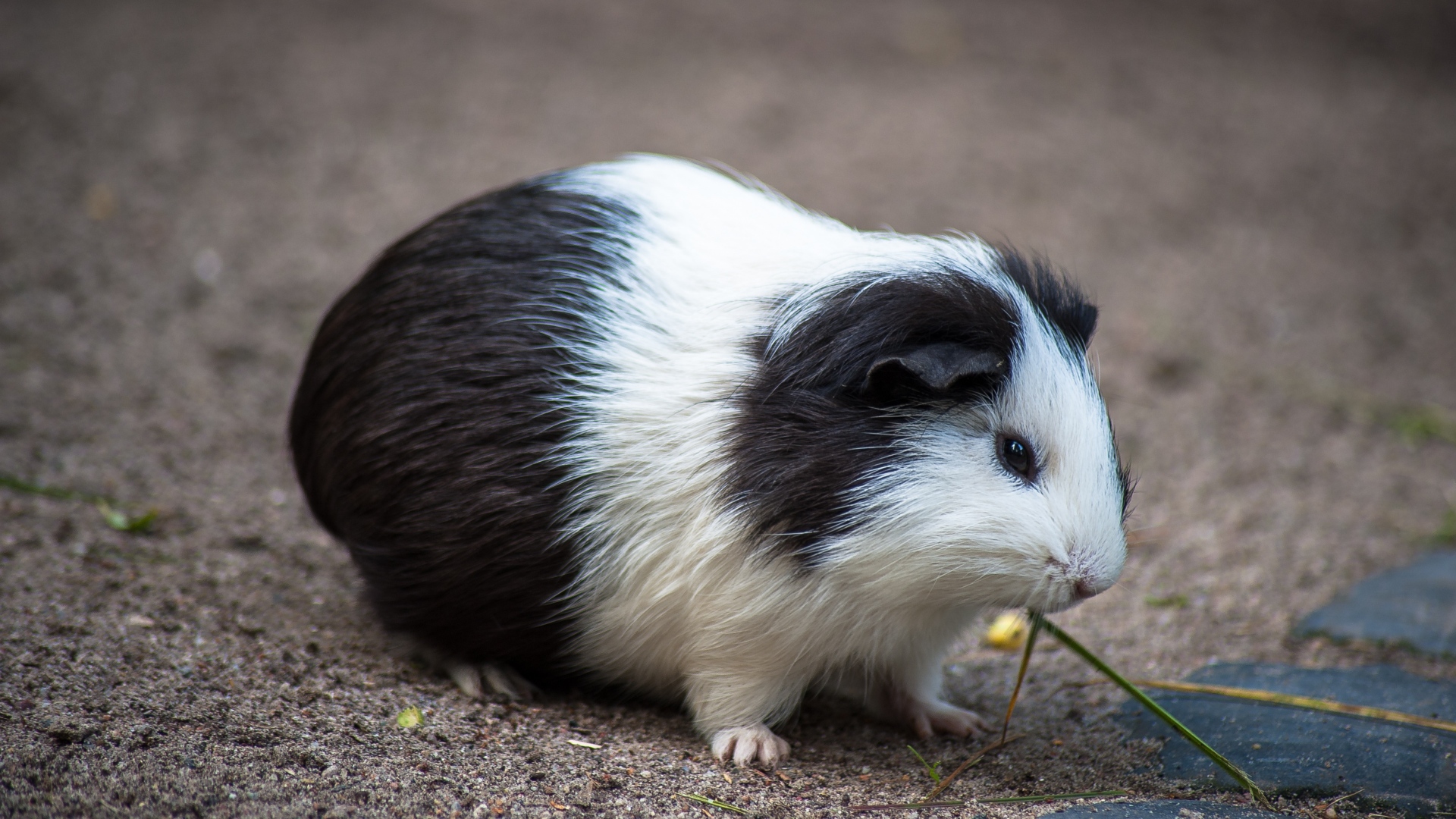 Download mobile wallpaper Animal, Guinea Pig for free.