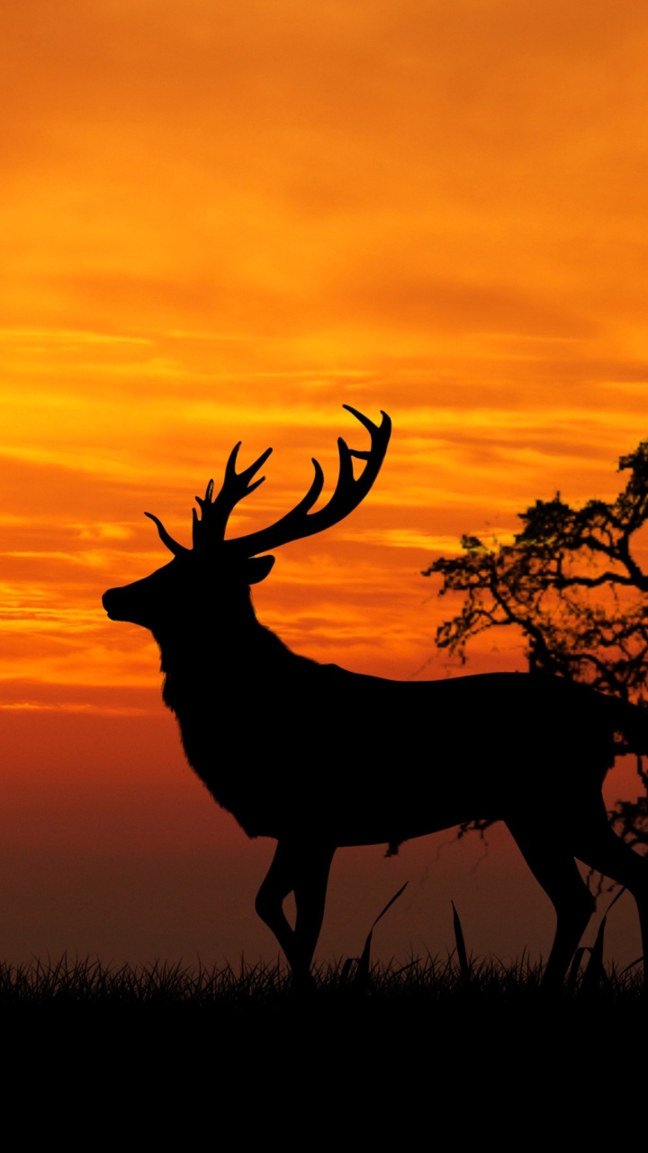 Download mobile wallpaper Sunset, Sky, Silhouette, Animal, Deer for free.