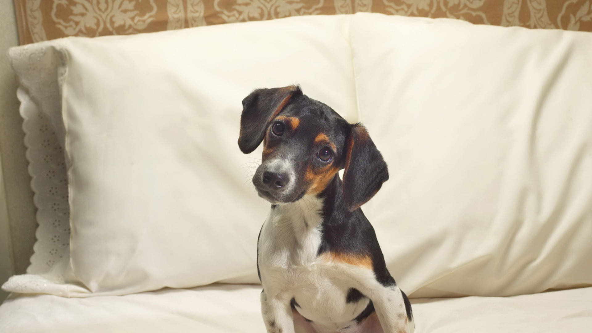 Baixe gratuitamente a imagem Animais, Cão na área de trabalho do seu PC