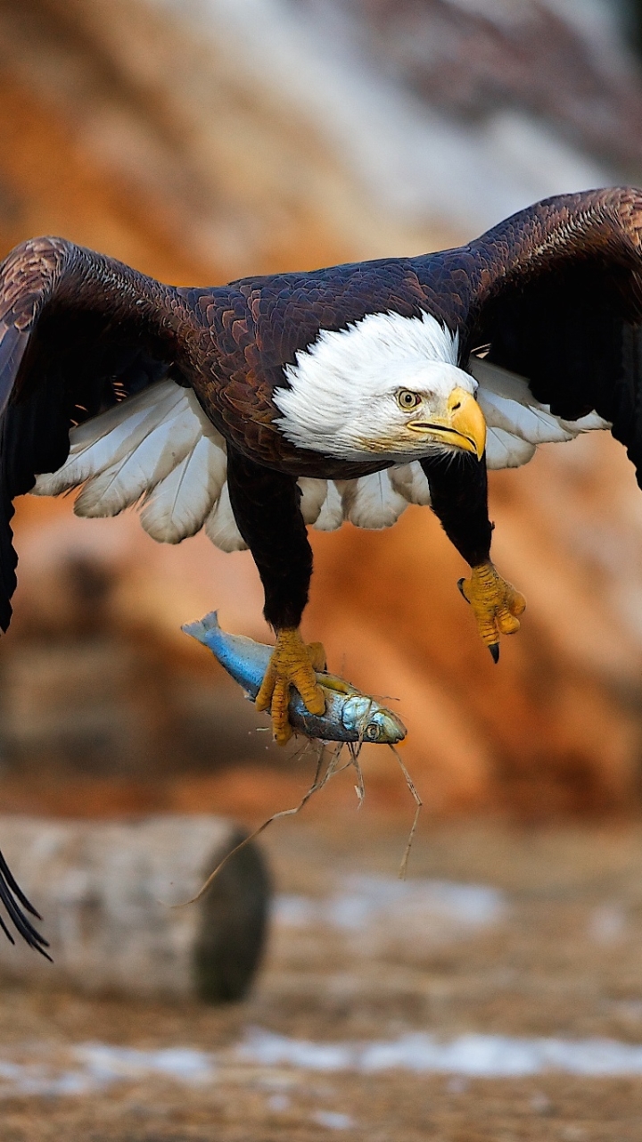 Download mobile wallpaper Birds, Bird, Animal, Eagle, Fish, Bald Eagle, Flying for free.