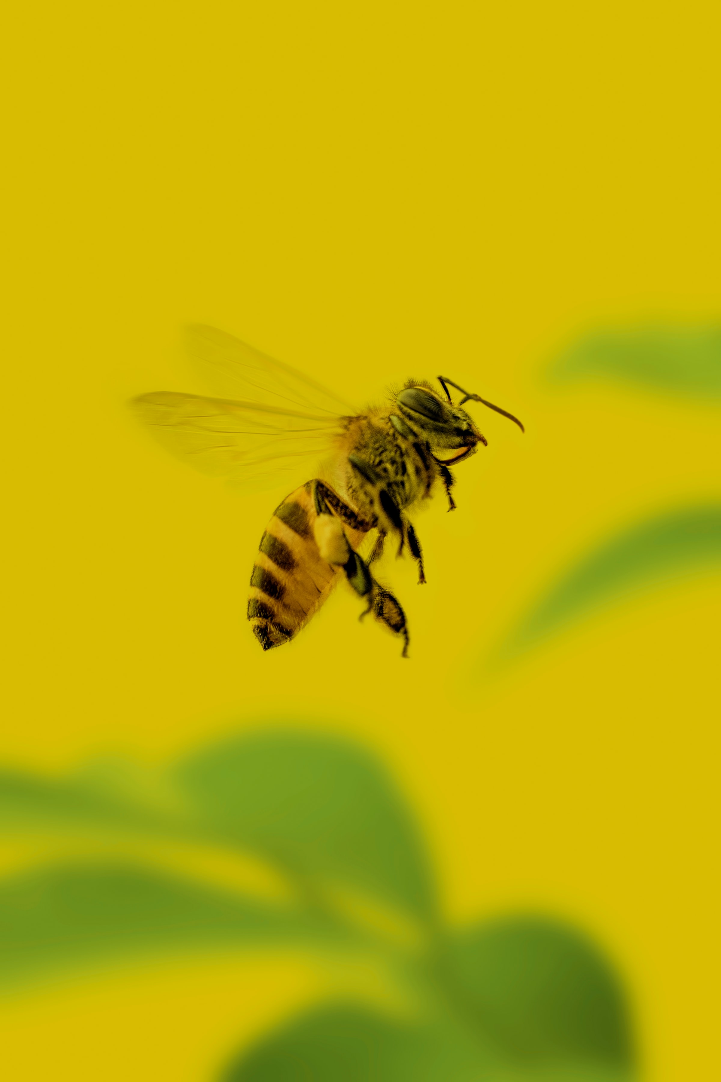 154736 скачать картинку пчела, макро, насекомое, желтый - обои и заставки бесплатно