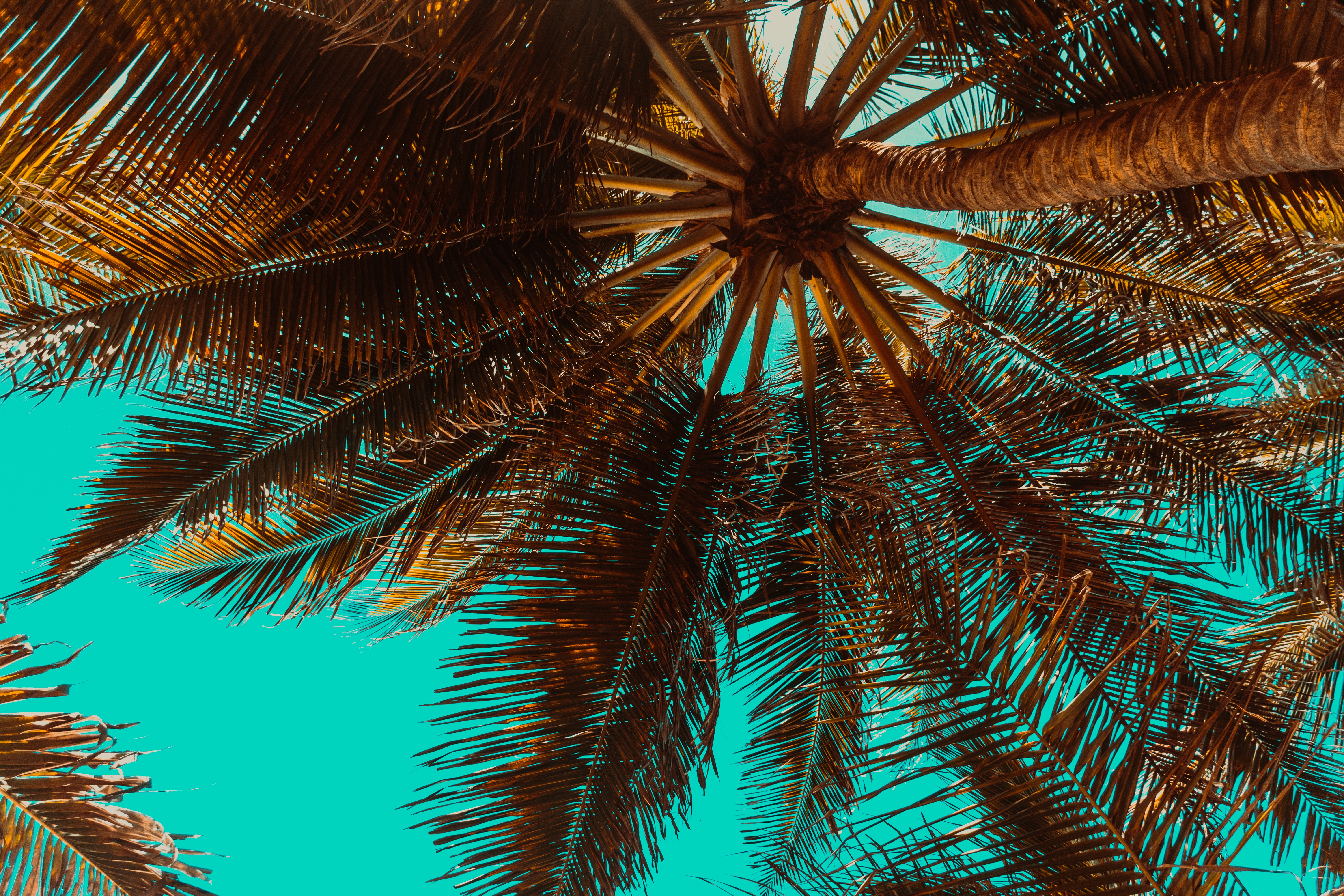 Download mobile wallpaper Wood, Branches, Tree, Bottom View, Palm, Nature, Tropics for free.