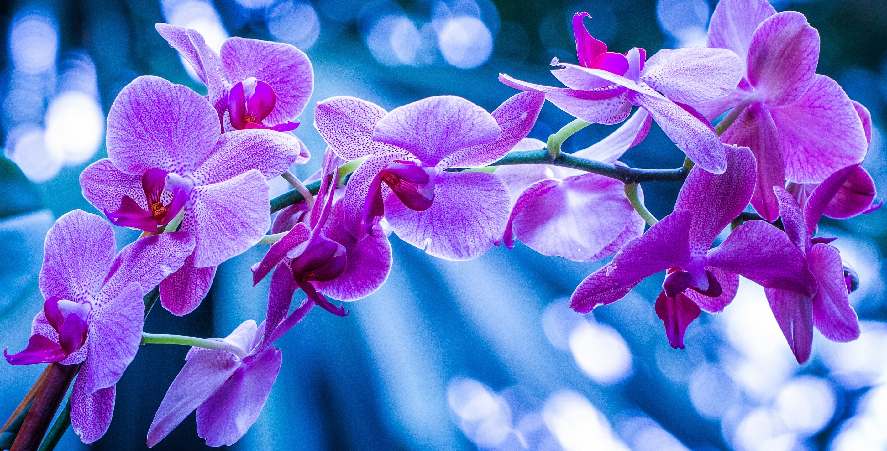 Free download wallpaper Nature, Flowers, Flower, Branch, Earth, Bokeh, Orchid, Pink Flower on your PC desktop