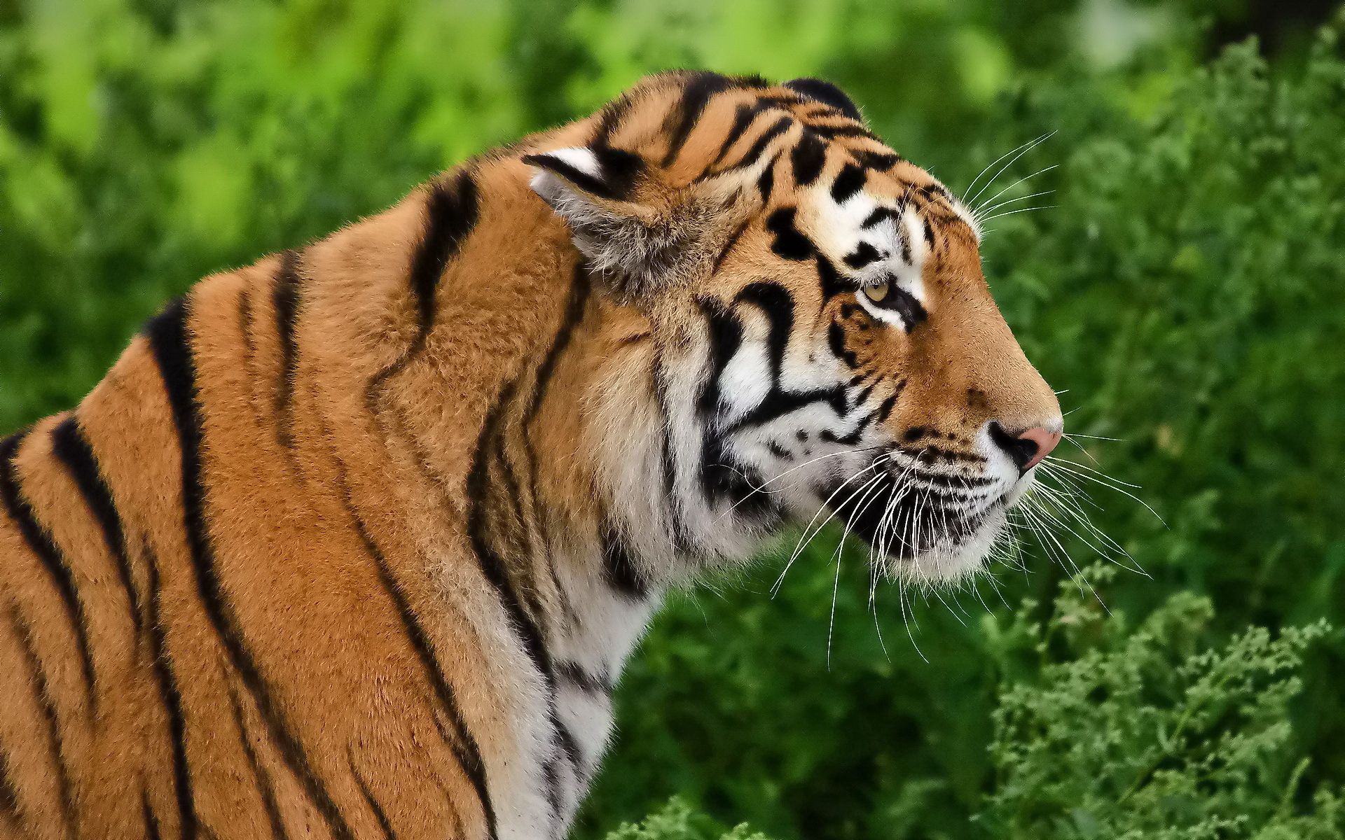 Download mobile wallpaper Muzzle, Profile, Predator, Animals, Tiger for free.