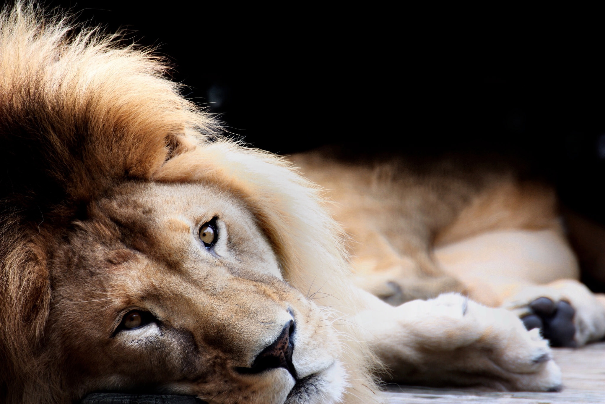 Download mobile wallpaper Cats, Lion, Animal for free.