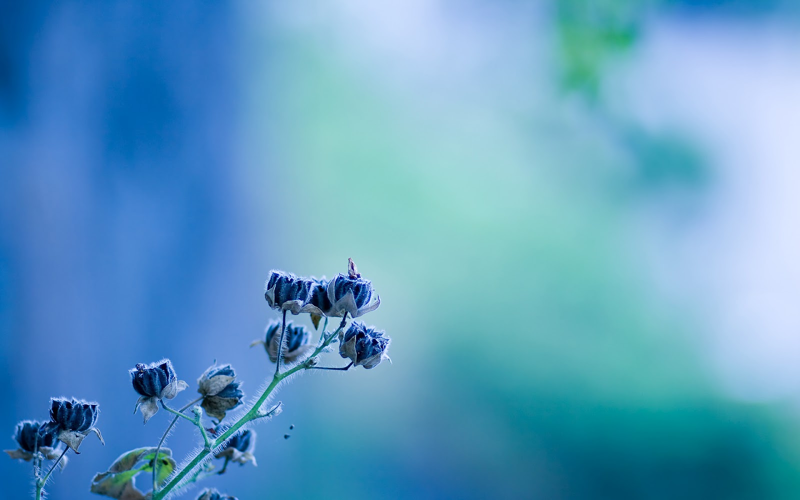 266188 descargar fondo de pantalla flores, tierra/naturaleza, flor, flor azul: protectores de pantalla e imágenes gratis