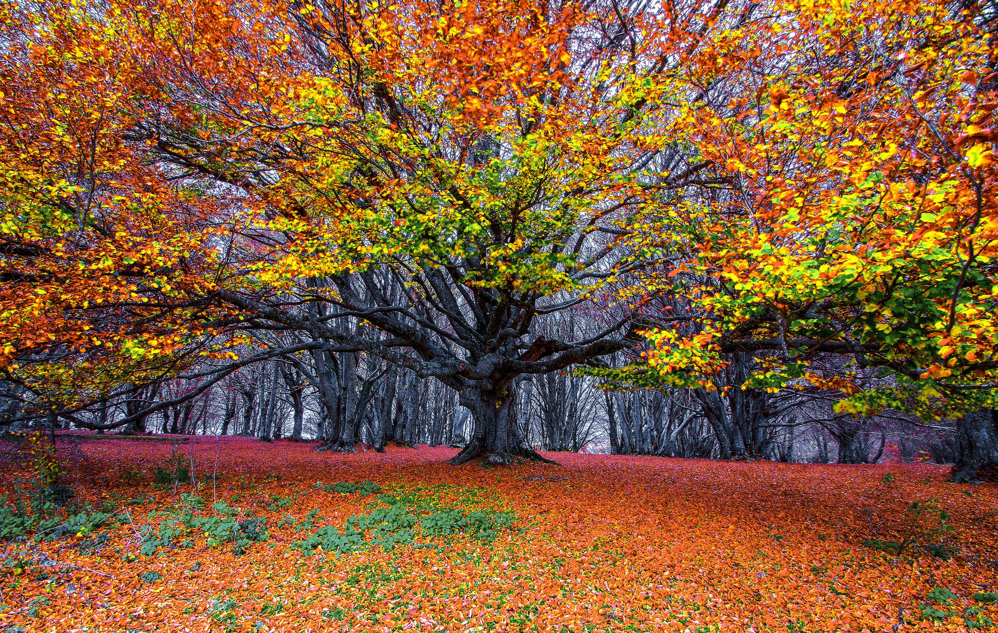 Скачать картинку Природа, Деревья, Осень, Лес, Дерево, Земля/природа в телефон бесплатно.