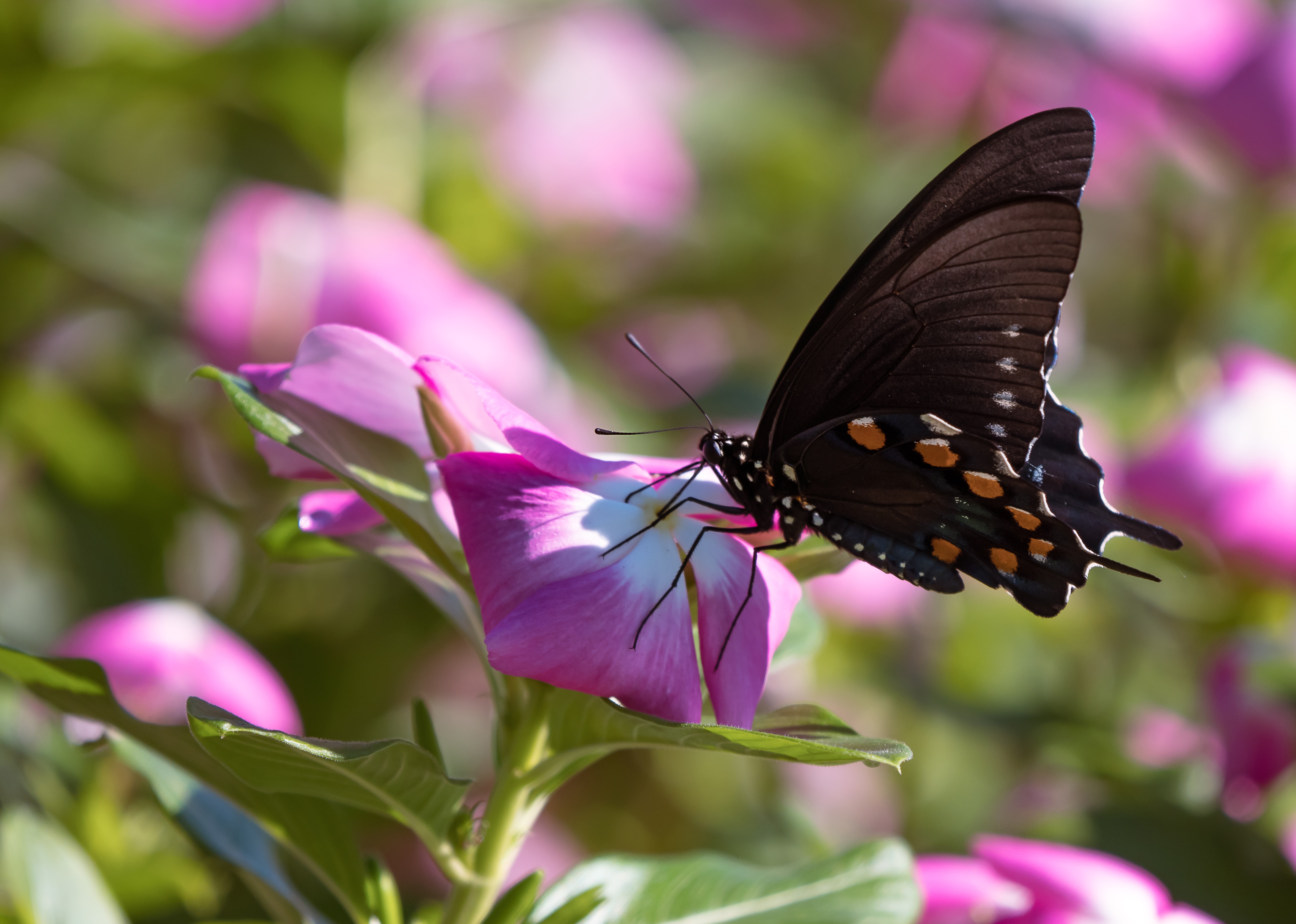 Download mobile wallpaper Butterfly, Animal for free.