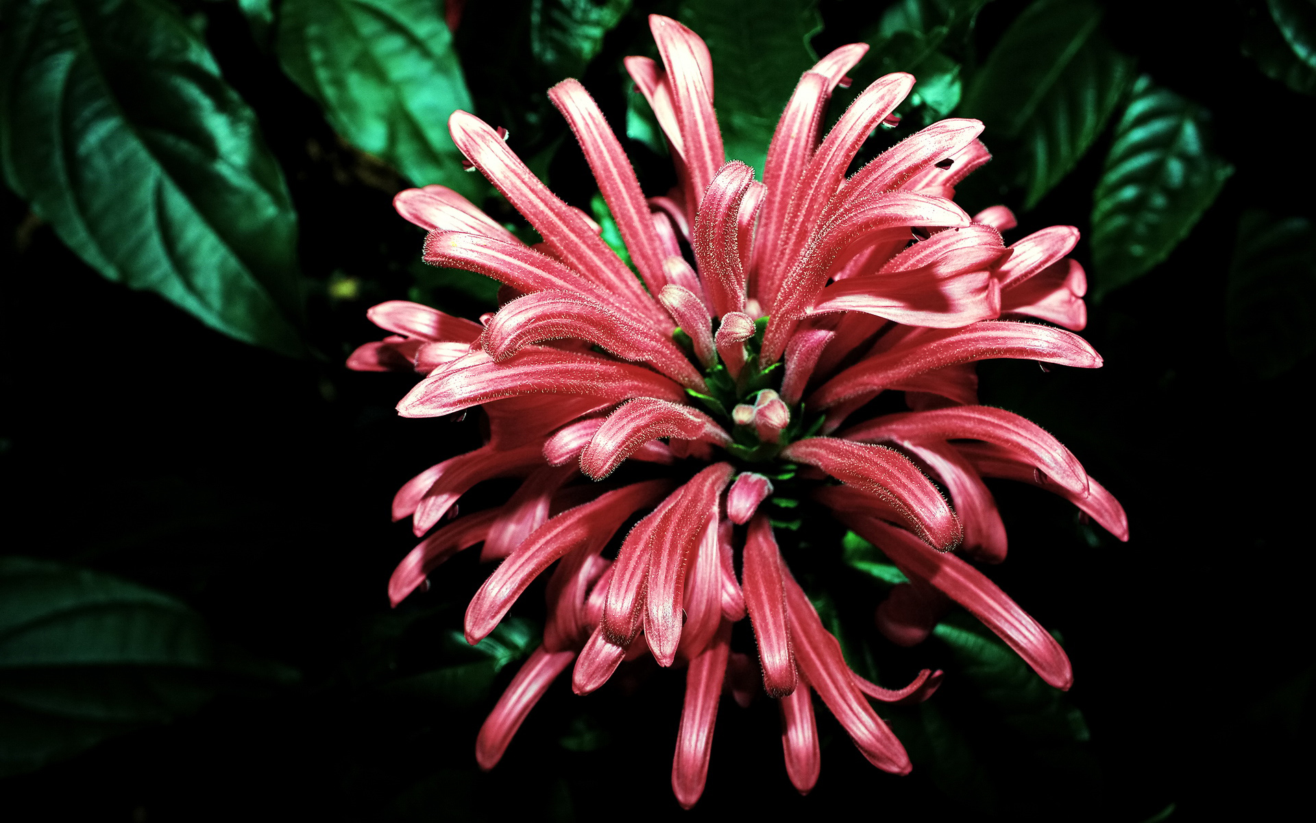 Téléchargez gratuitement l'image Fleurs, Fleur, Terre/nature sur le bureau de votre PC