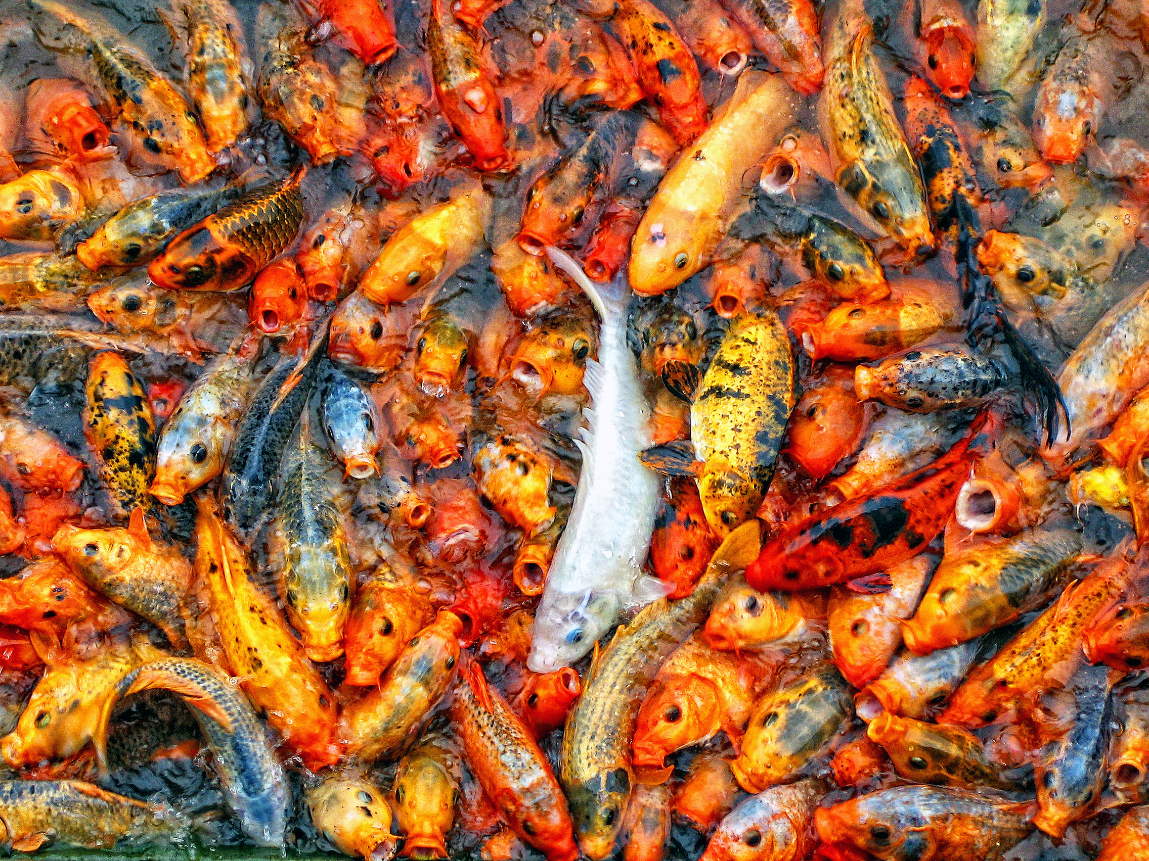 Download mobile wallpaper Koi, Fishes, Animal for free.