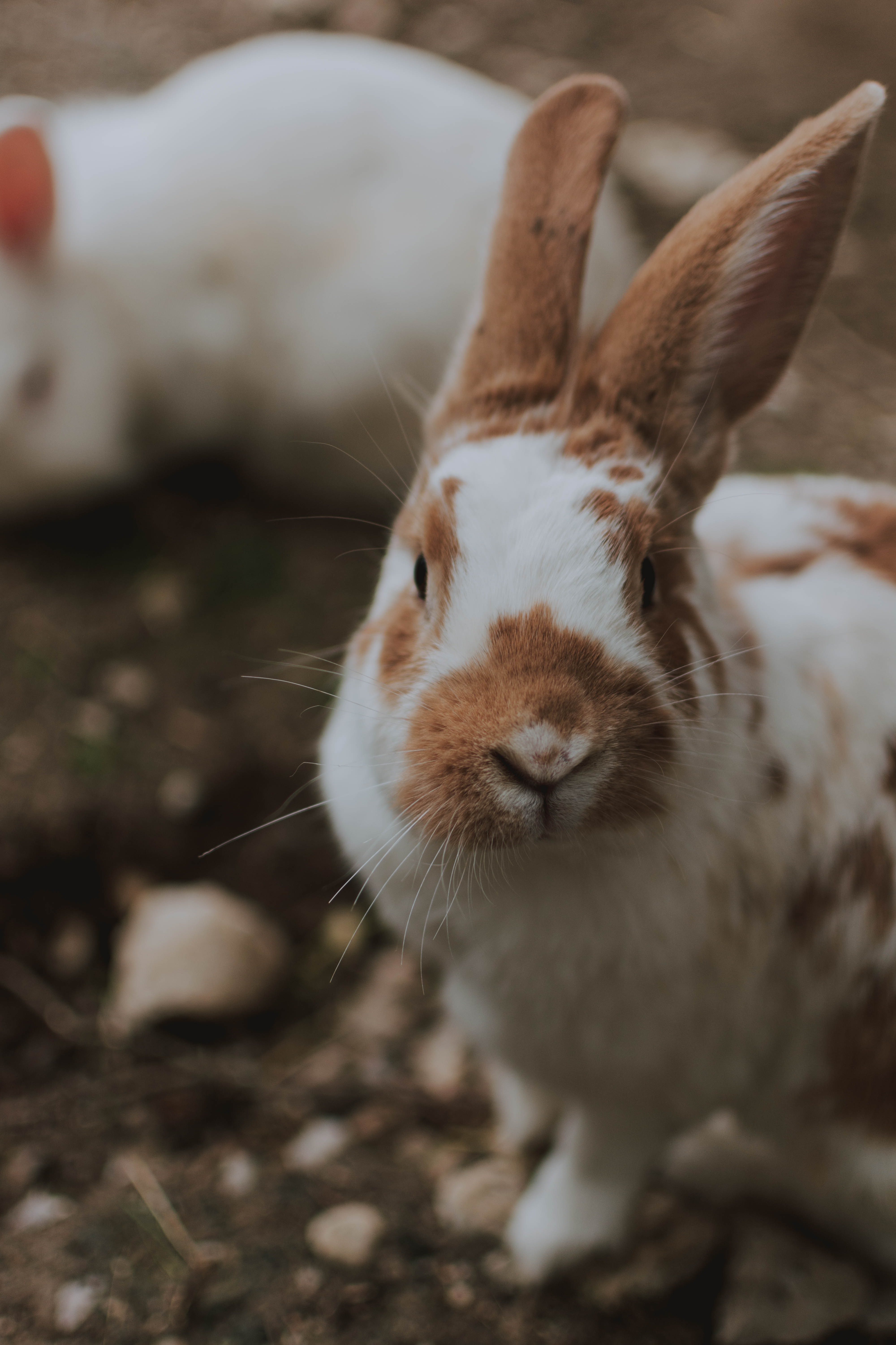 rabbit, animals, fluffy, animal HD wallpaper