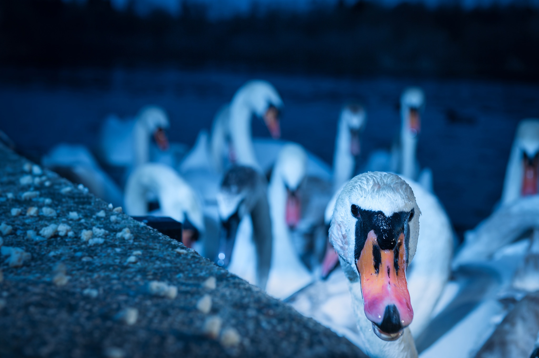 Free download wallpaper Birds, Bird, Beak, Animal, Swan, Mute Swan on your PC desktop