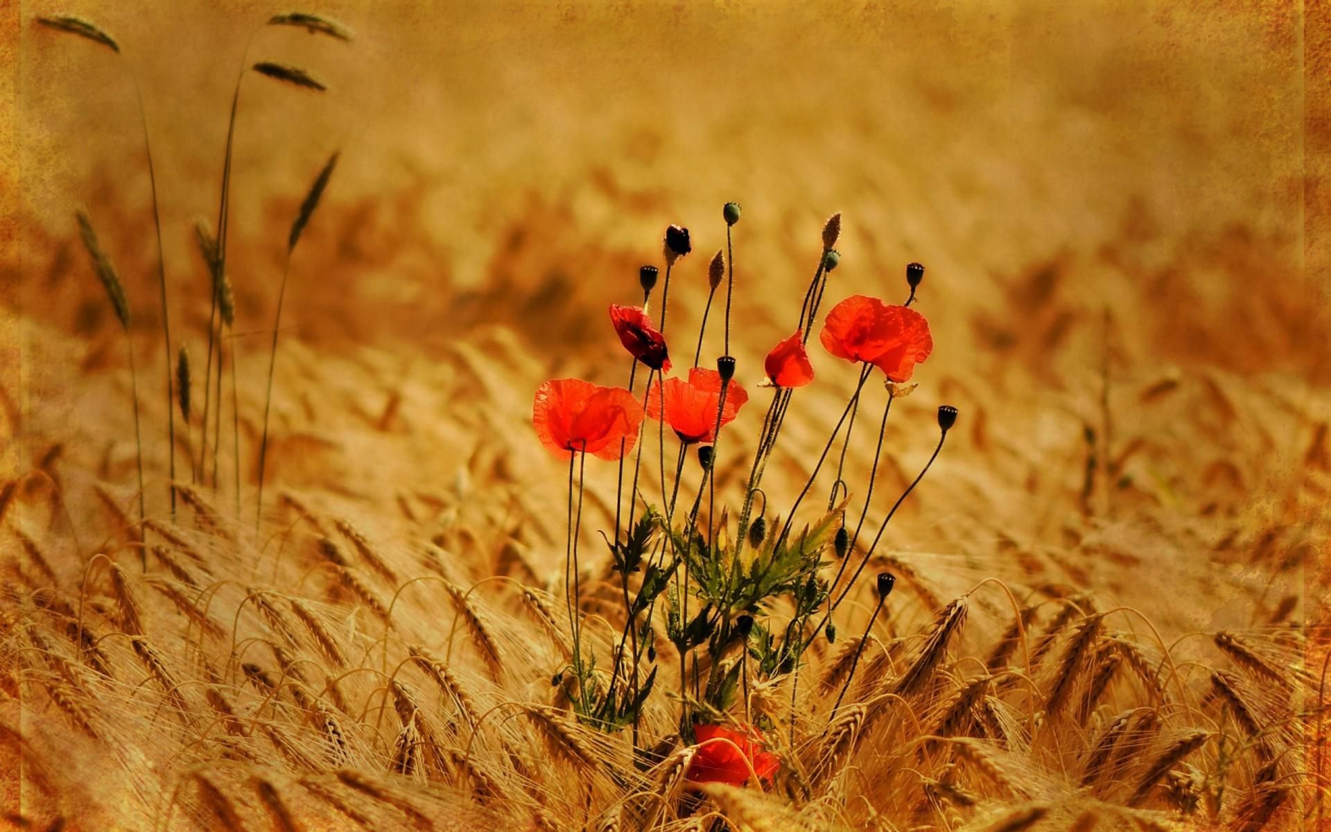 Download mobile wallpaper Ears, Spikes, Field, Flowers, Nature, Poppies for free.