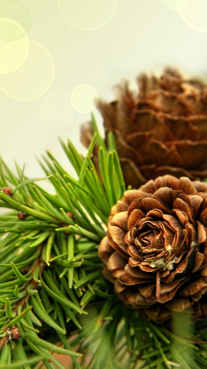 Download mobile wallpaper Close Up, Earth, Pine Cone for free.