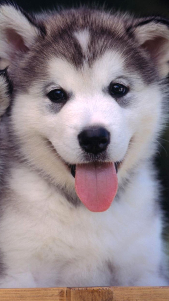 Download mobile wallpaper Dogs, Dog, Animal, Puppy, Husky for free.